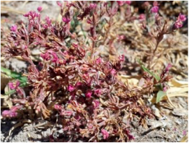 Molecules 29 00980 i004