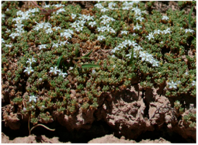 Molecules 29 00980 i005