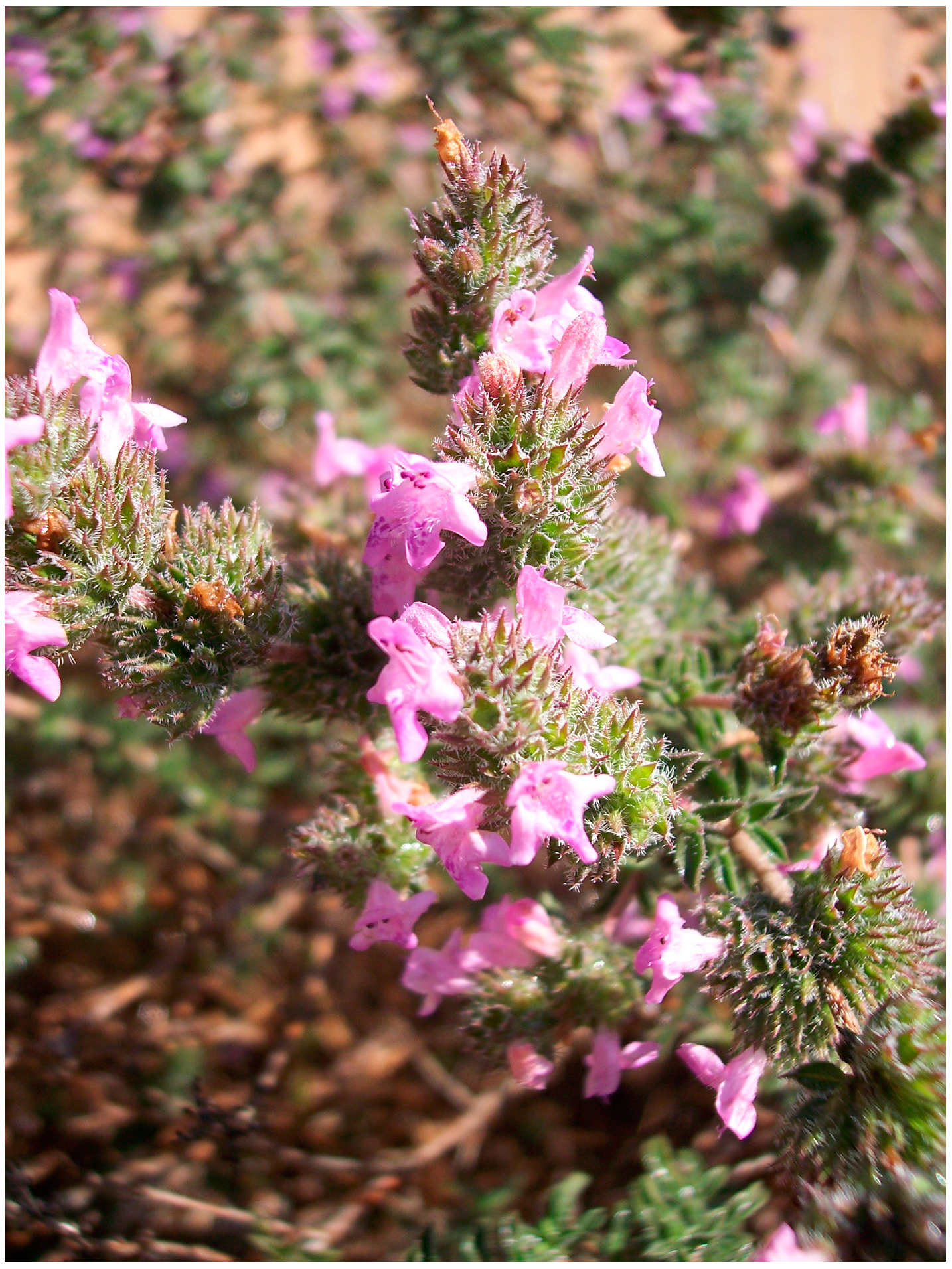 Molecules 29 01041 g001