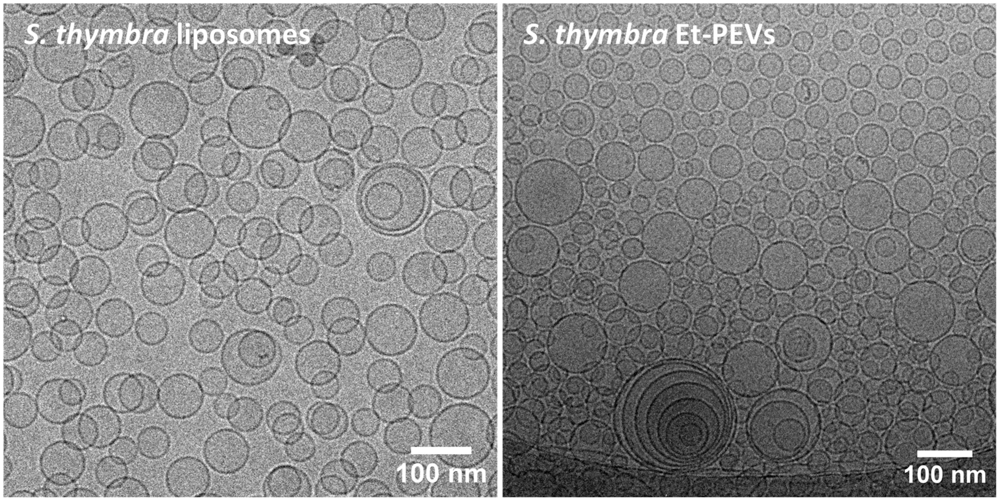 Molecules 29 01041 g003