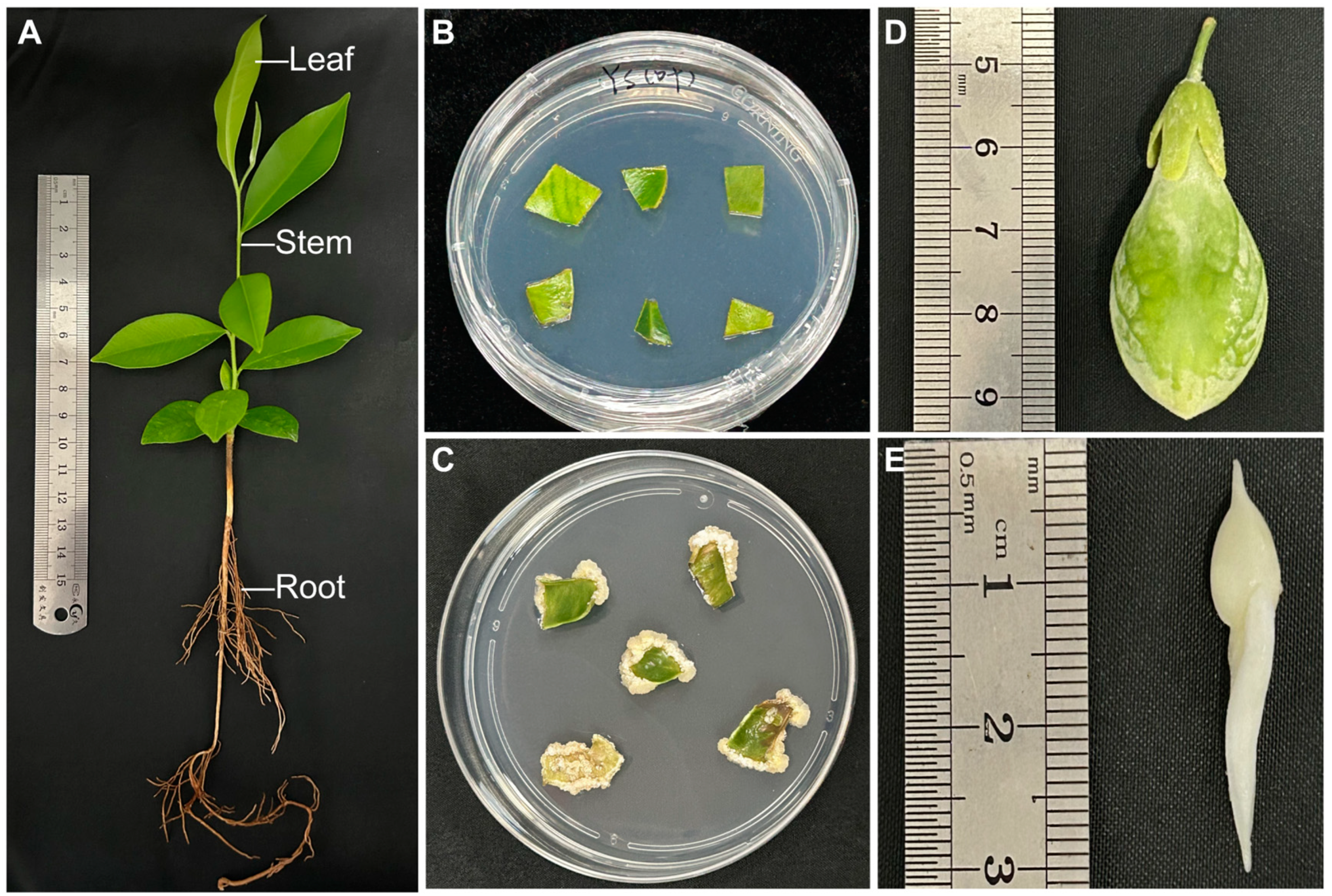 Molecules 29 01075 g001