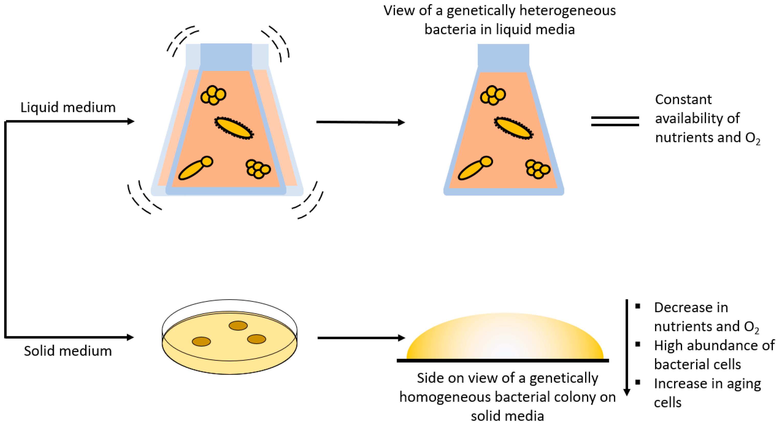 Molecules 29 01077 g004