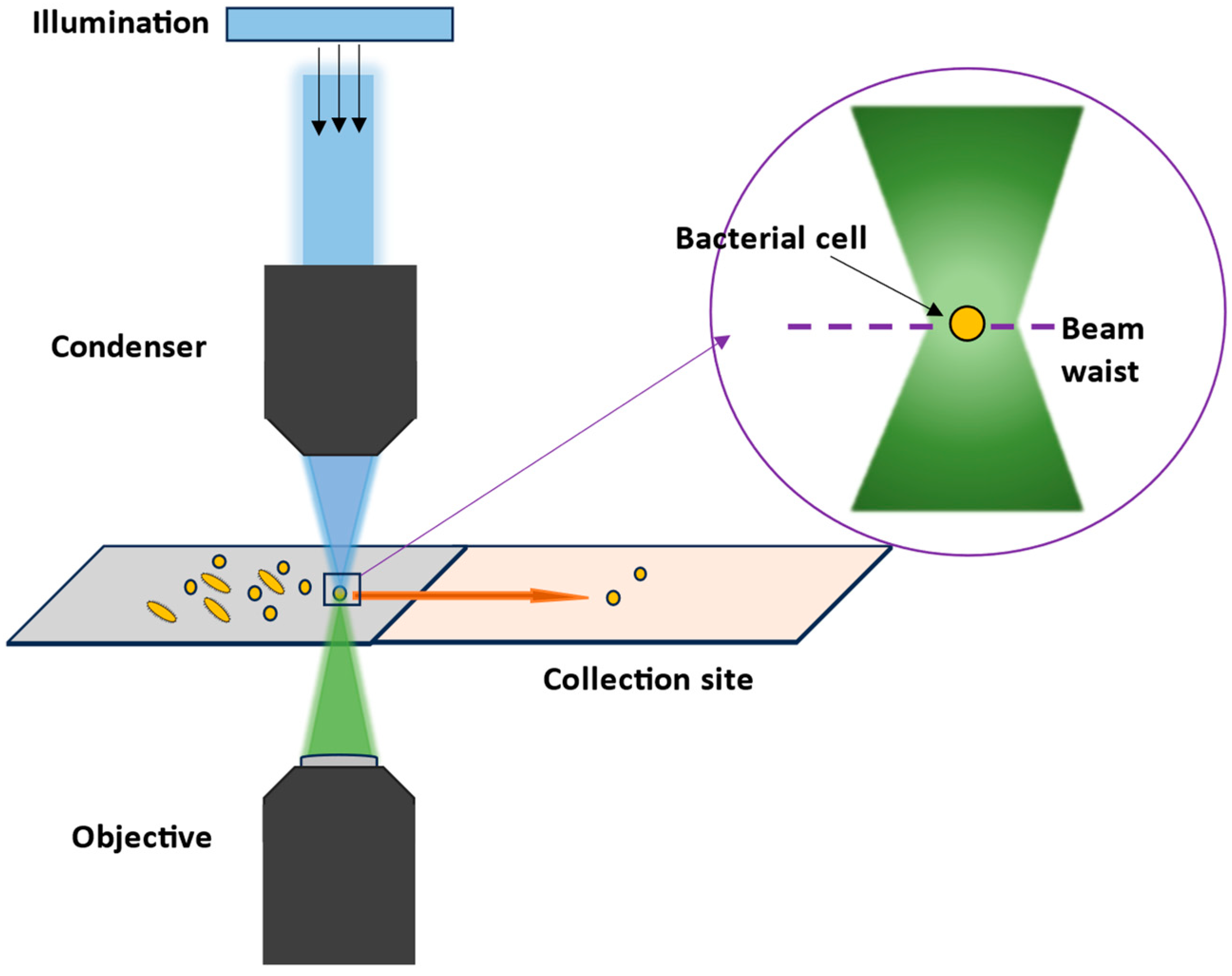 Molecules 29 01077 g011
