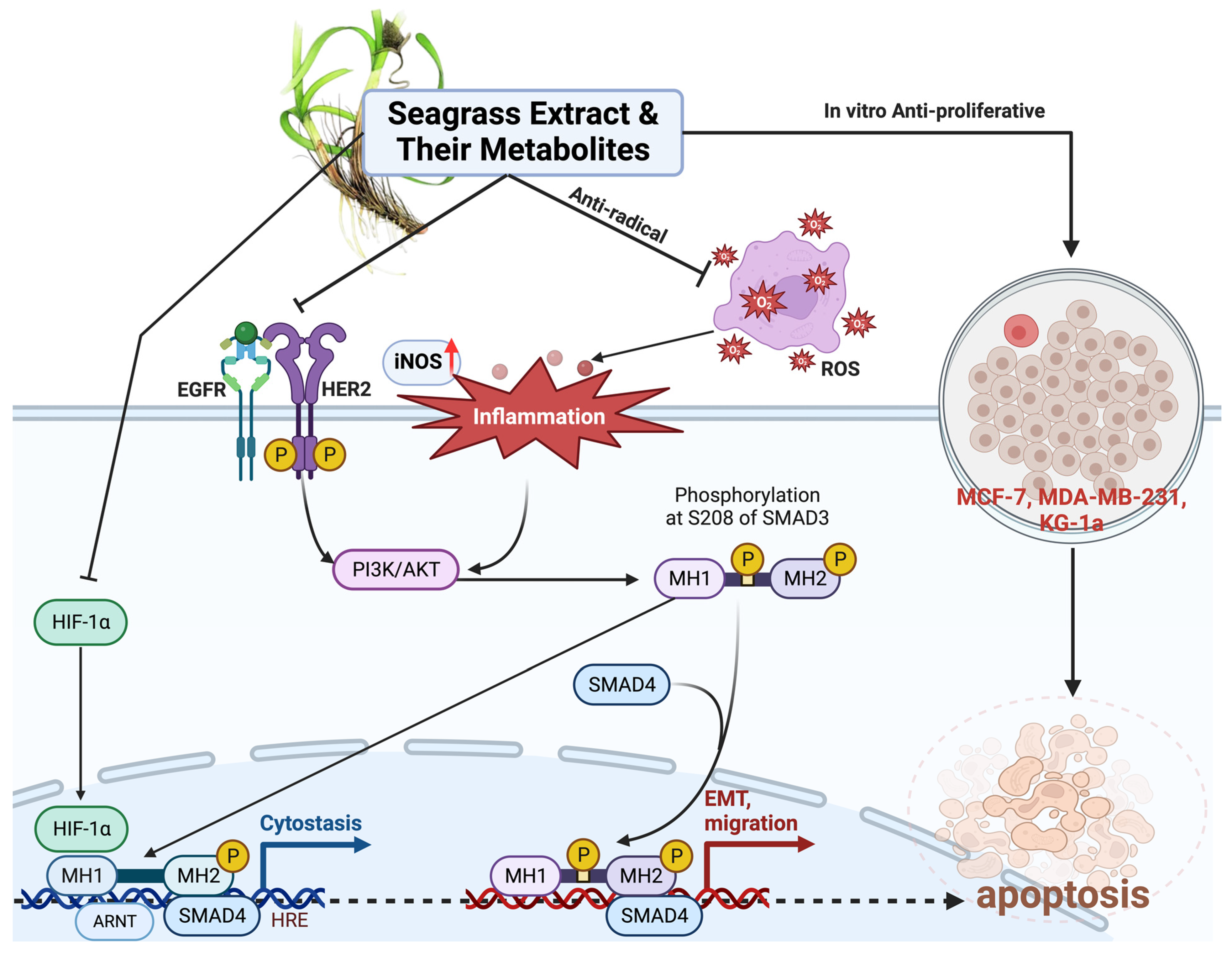 Molecules 29 01082 g004