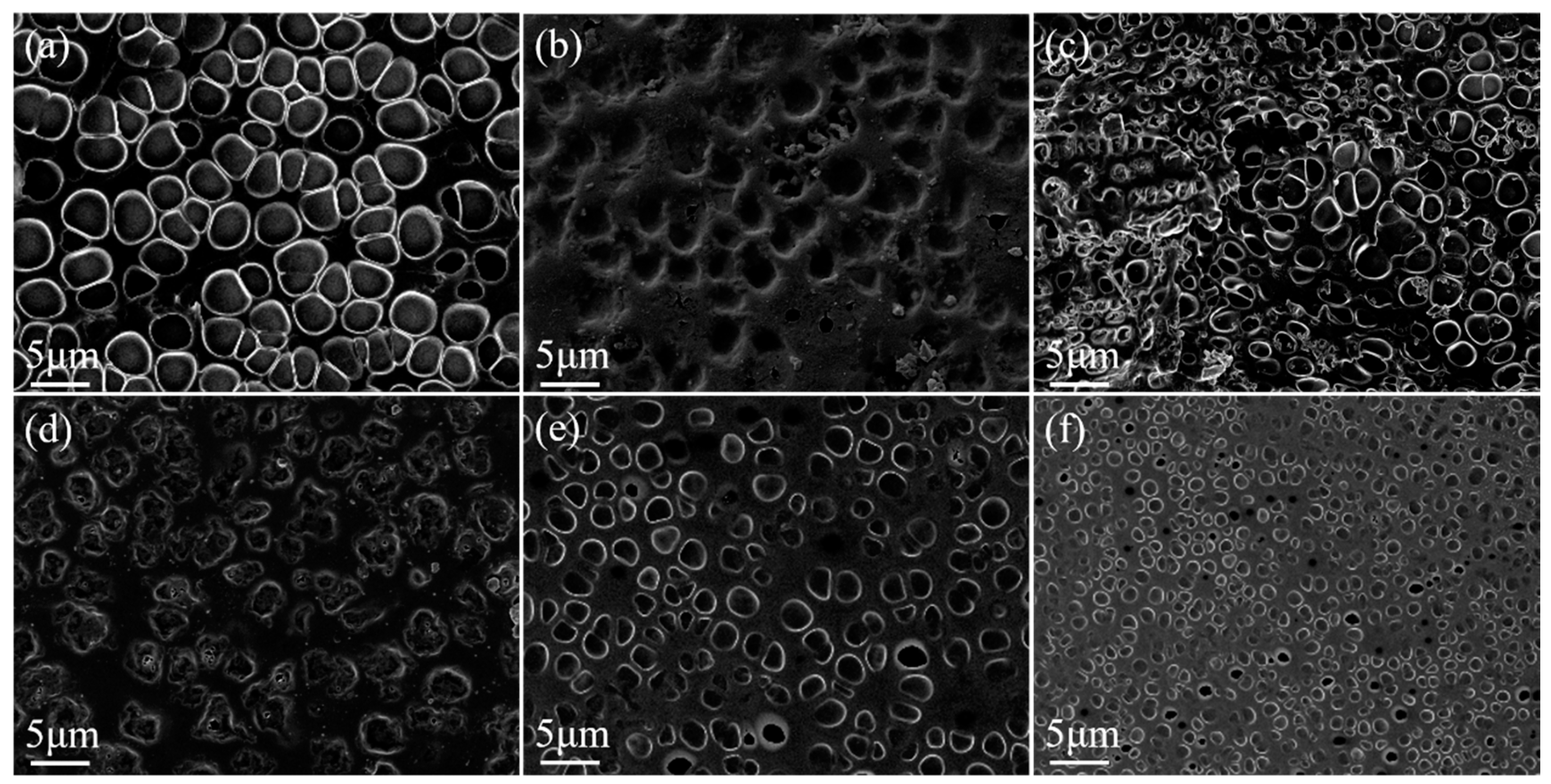 Molecules 29 01126 g002