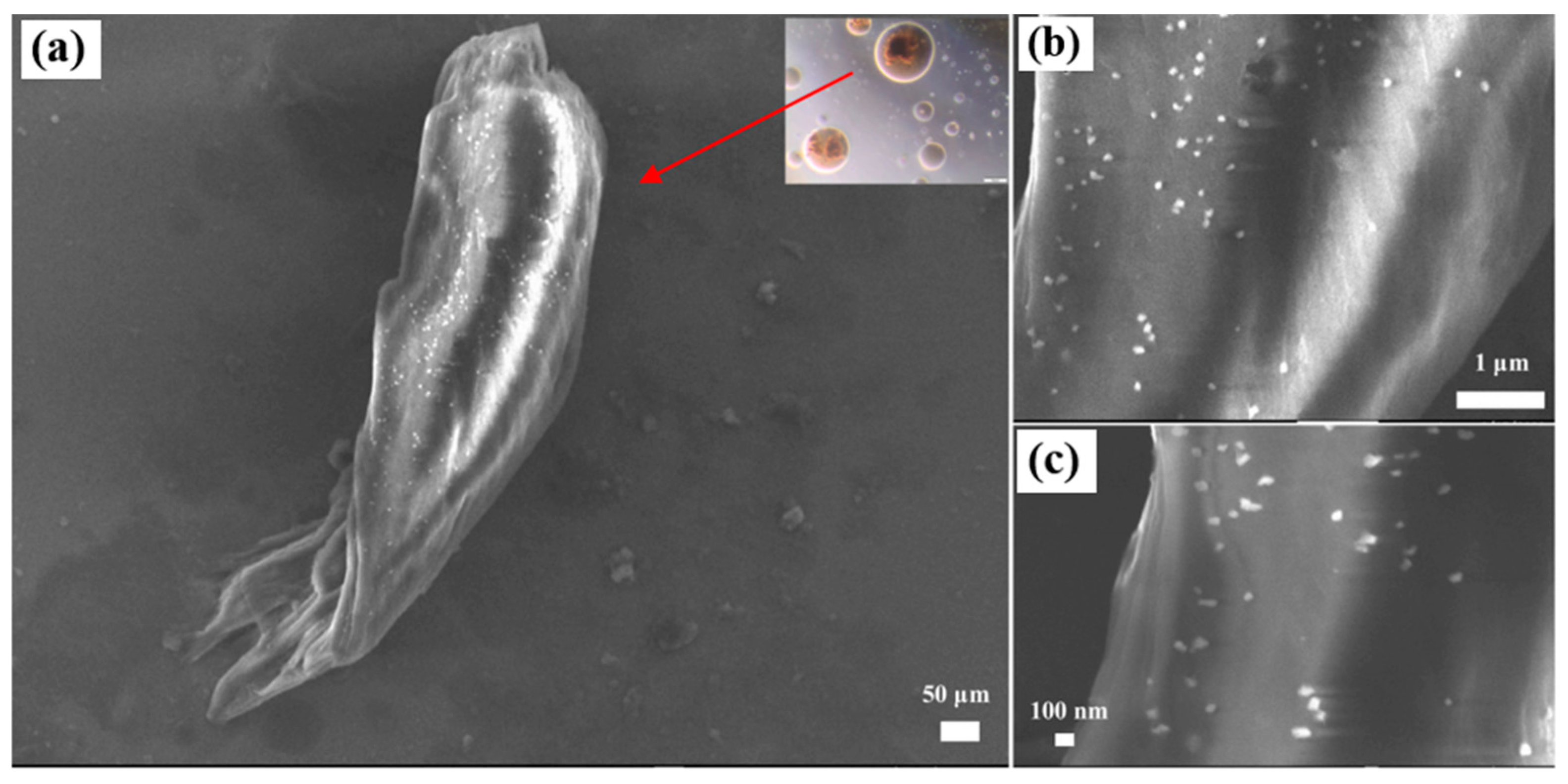 Molecules 29 01135 g009