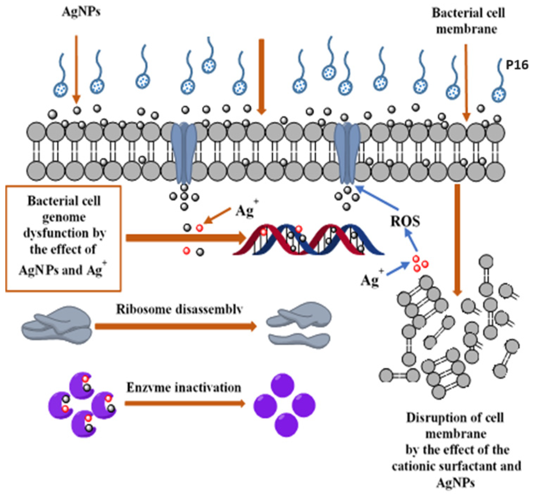 Molecules 29 01139 g005
