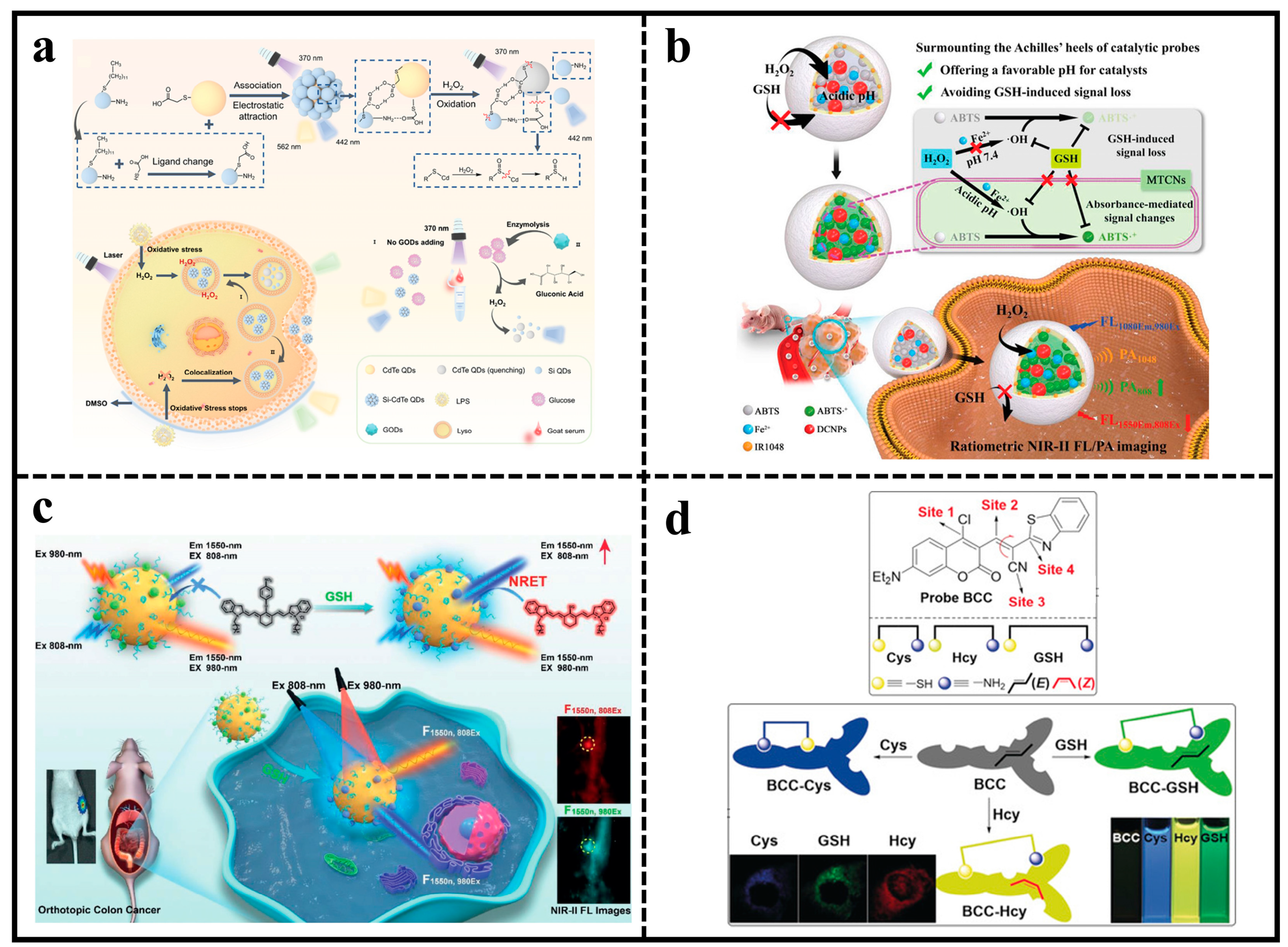 Molecules 29 01168 g005