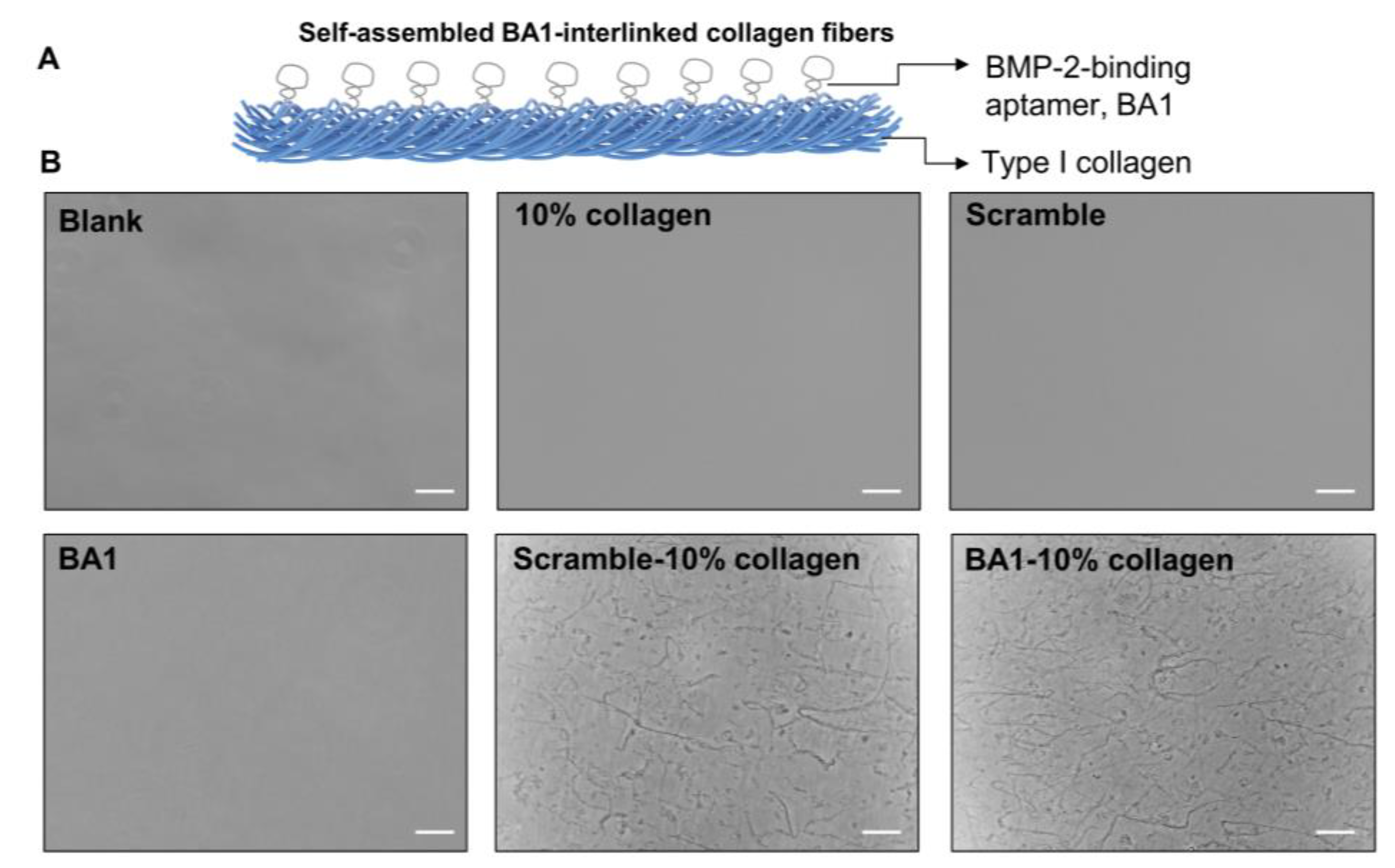 Molecules 29 01243 g004