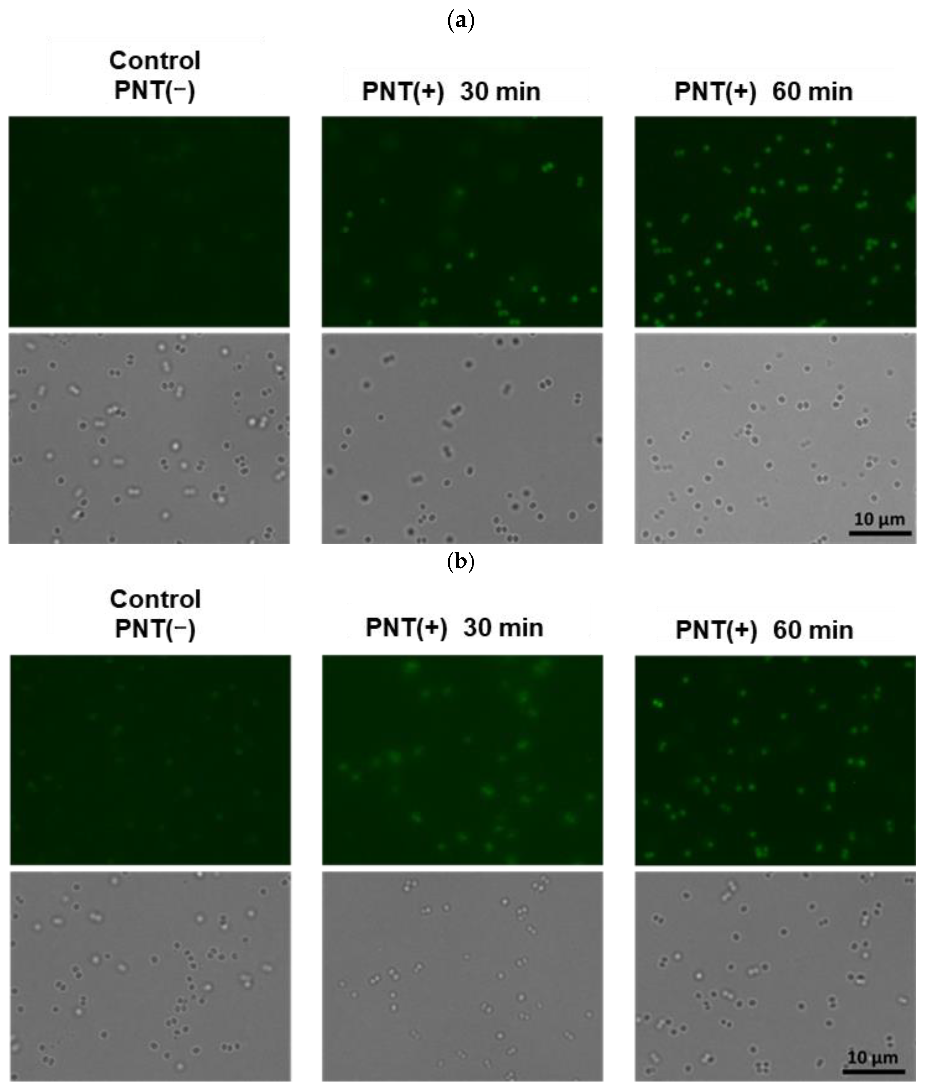 Molecules 29 01277 g002a