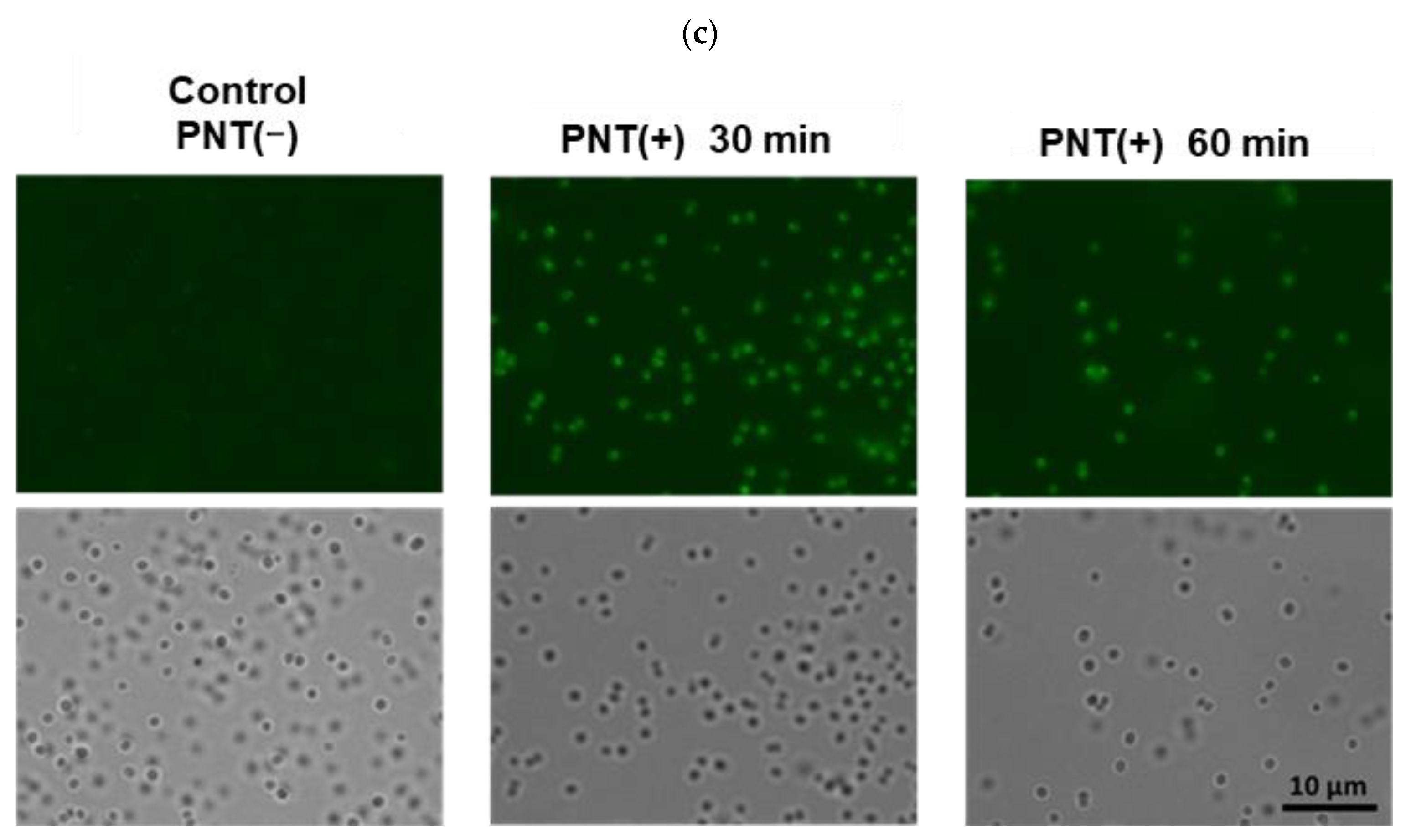 Molecules 29 01277 g002b