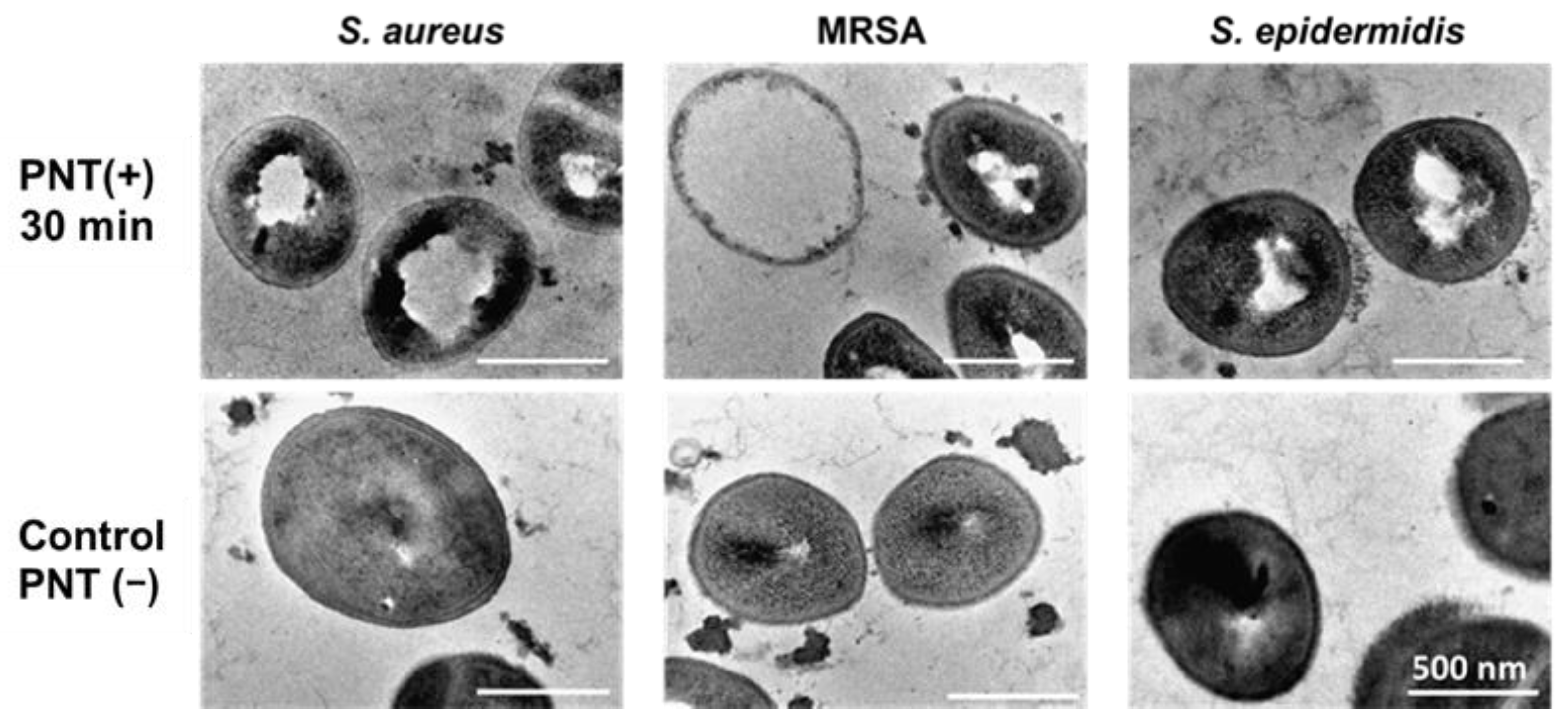Molecules 29 01277 g005
