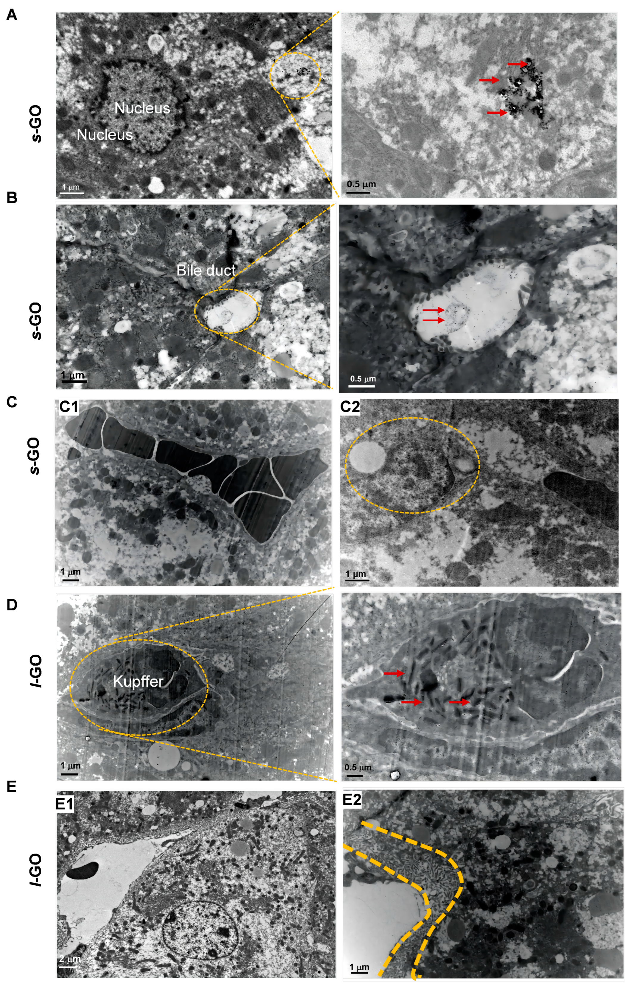 Molecules 29 01335 g003