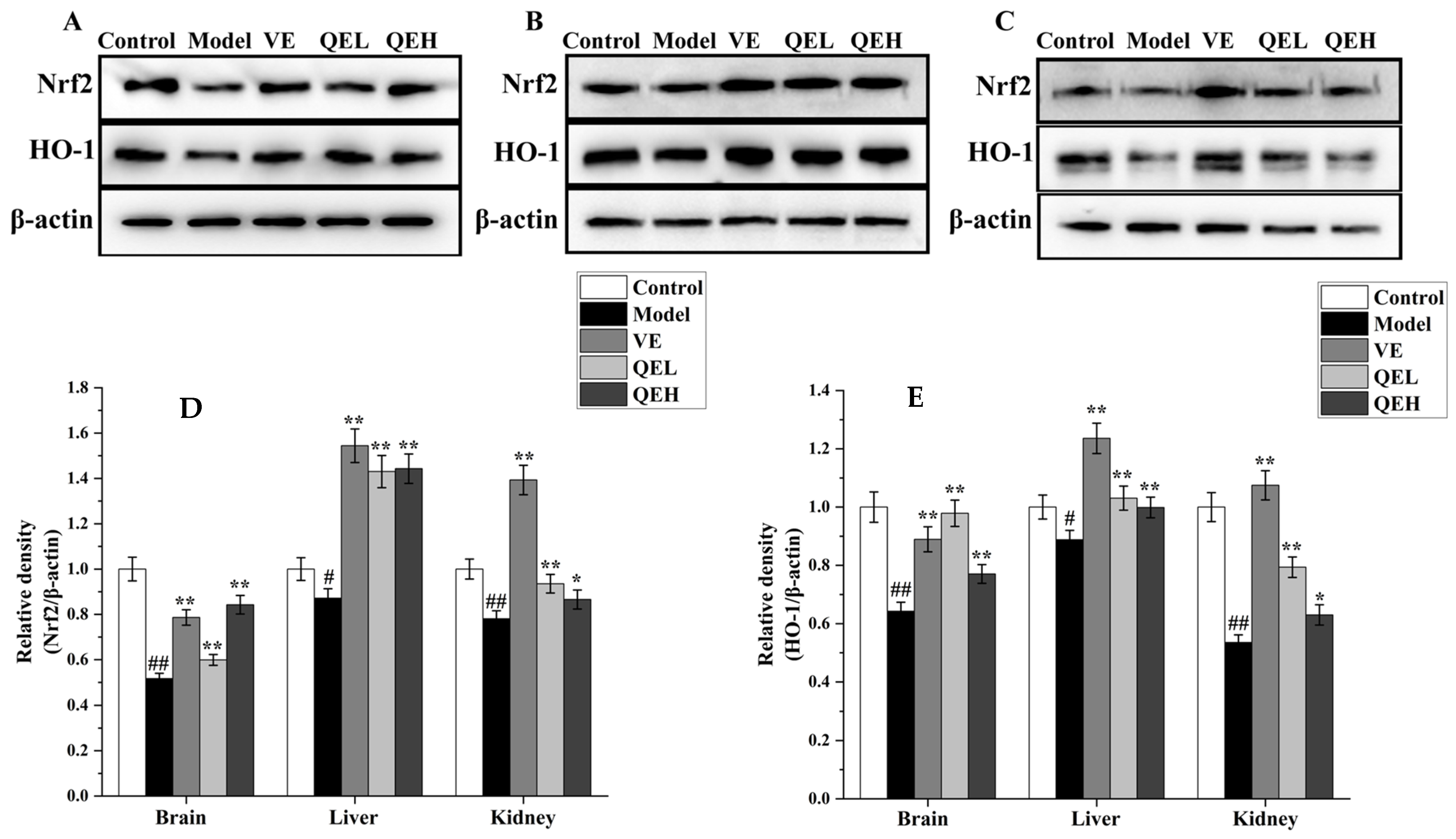 Molecules 29 01384 g006
