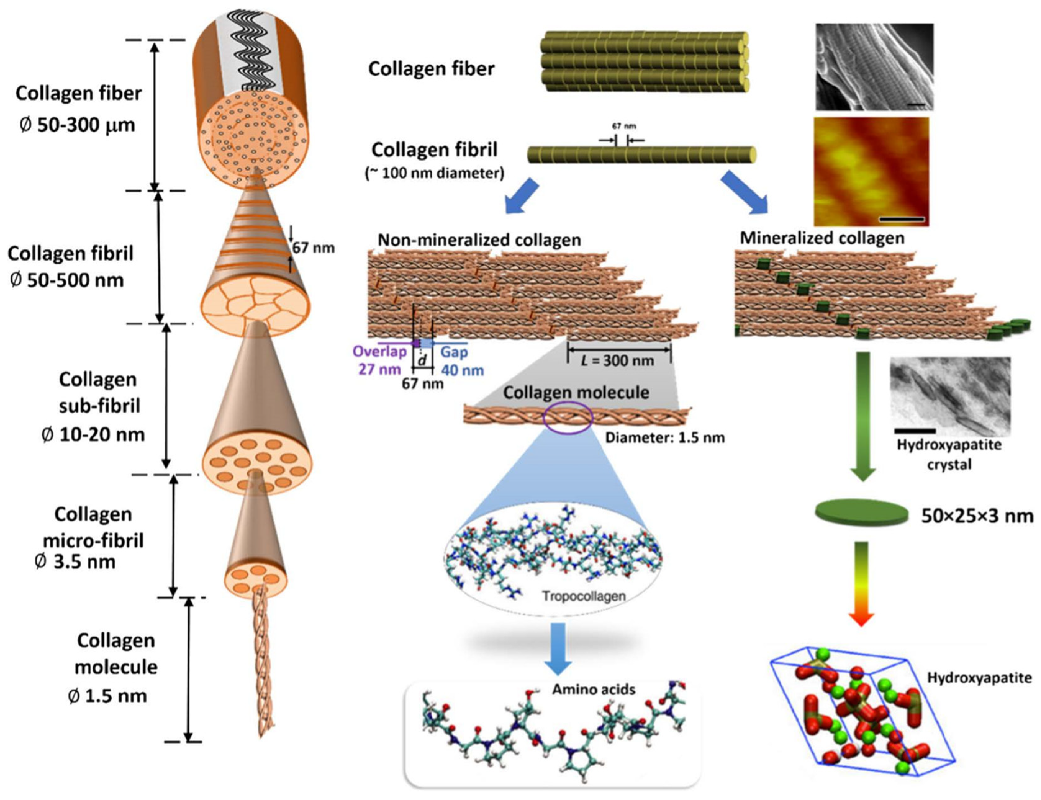Molecules 29 01417 g002