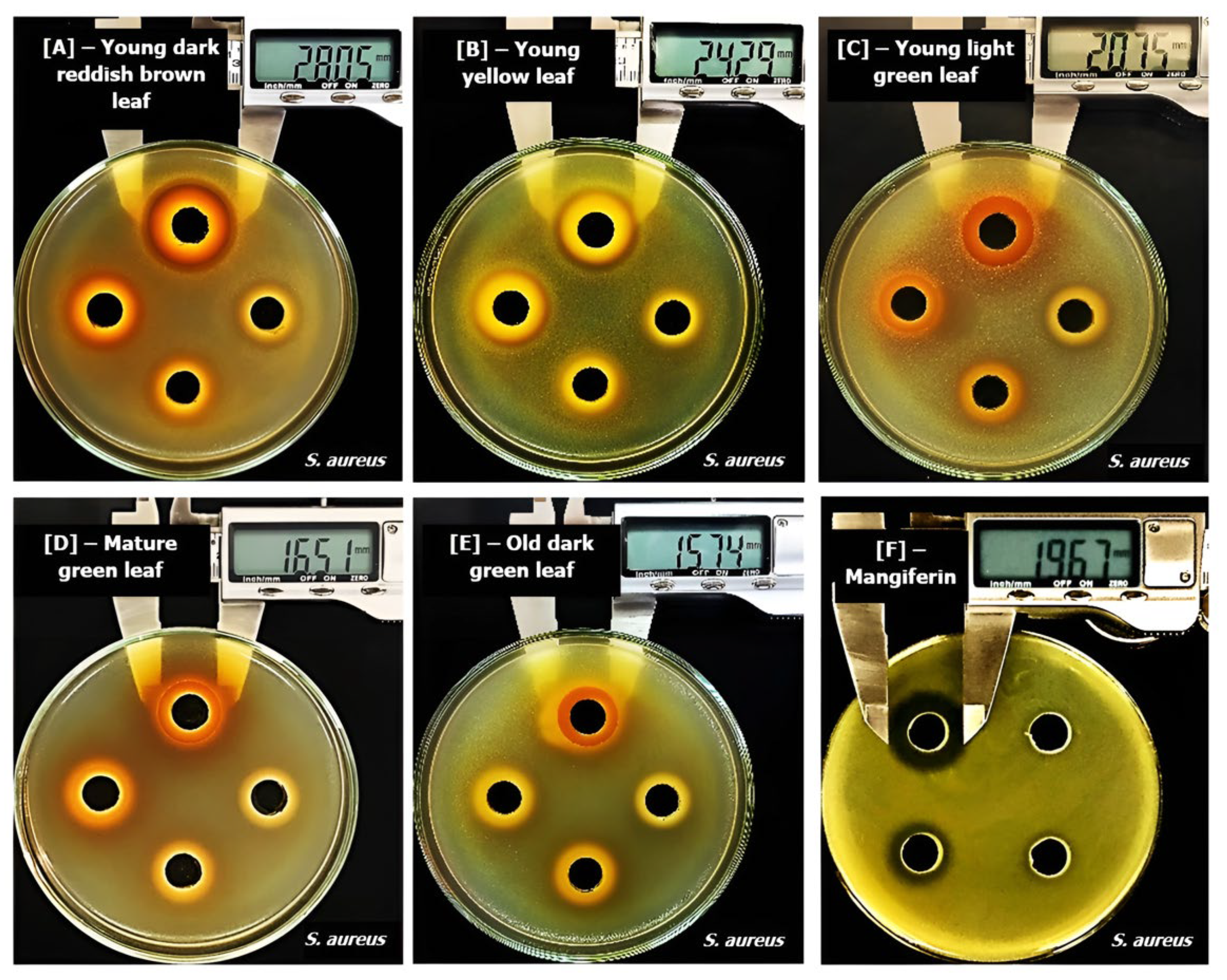 Molecules 29 01443 g003