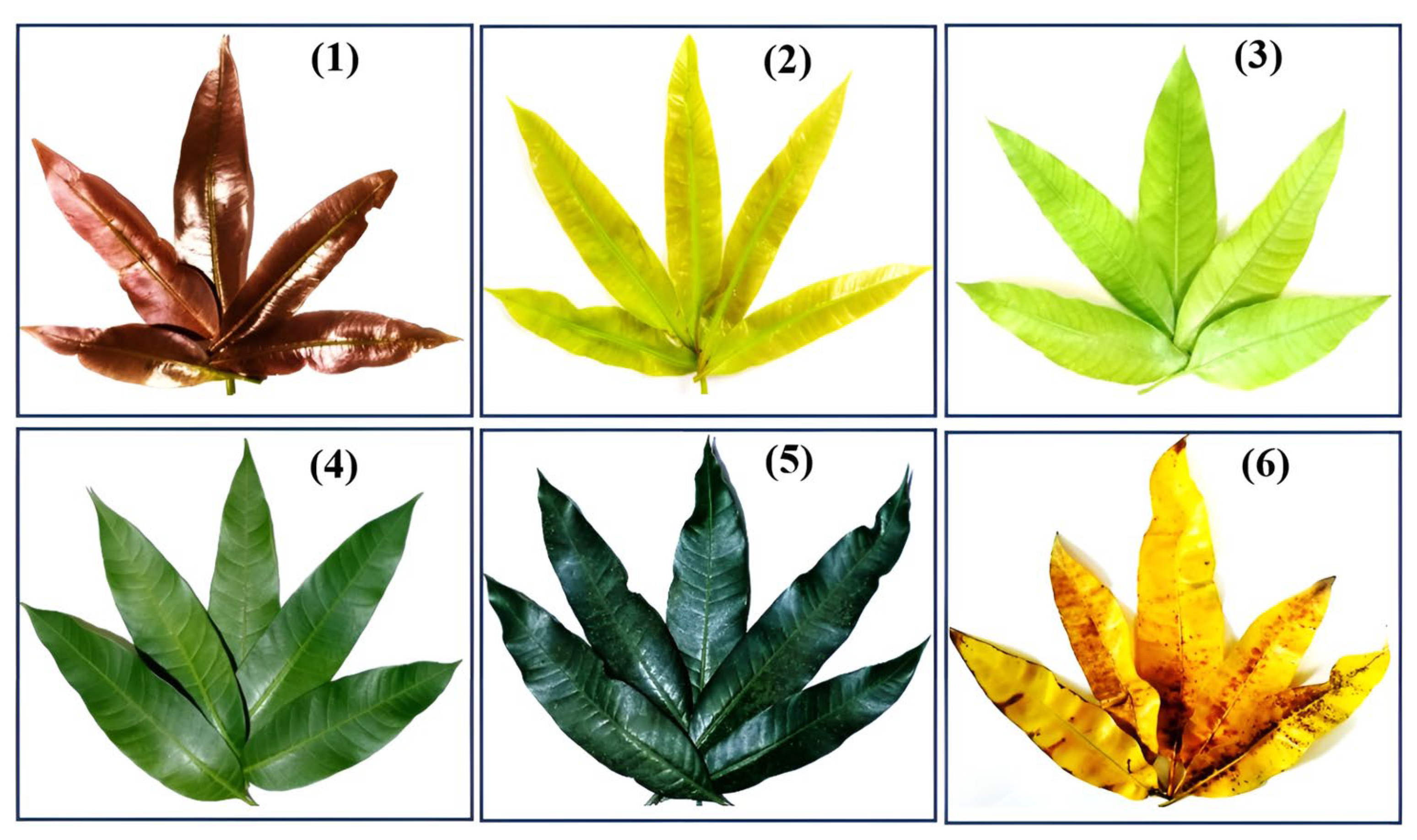 Molecules 29 01443 g005