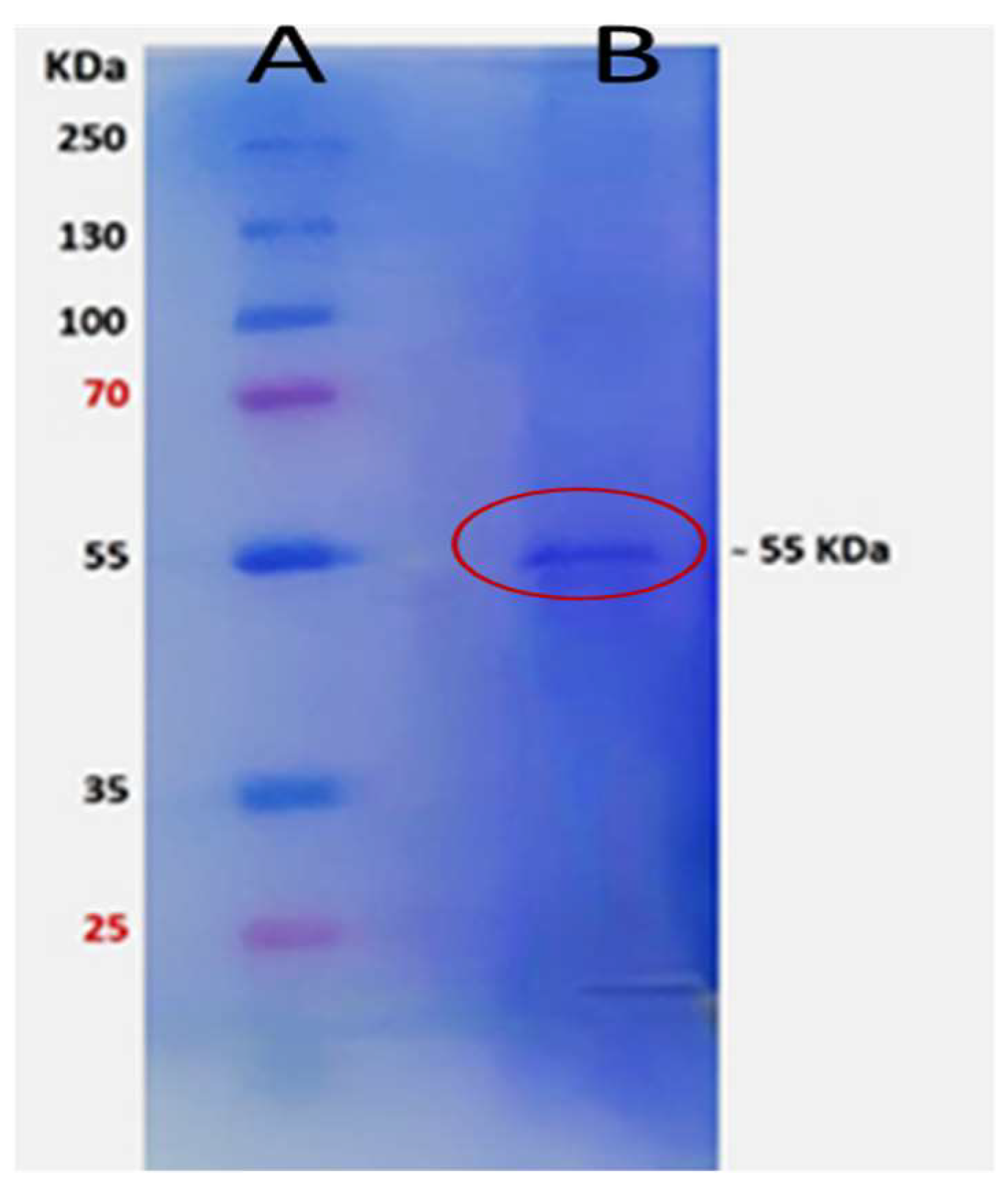 Molecules 29 01466 g003