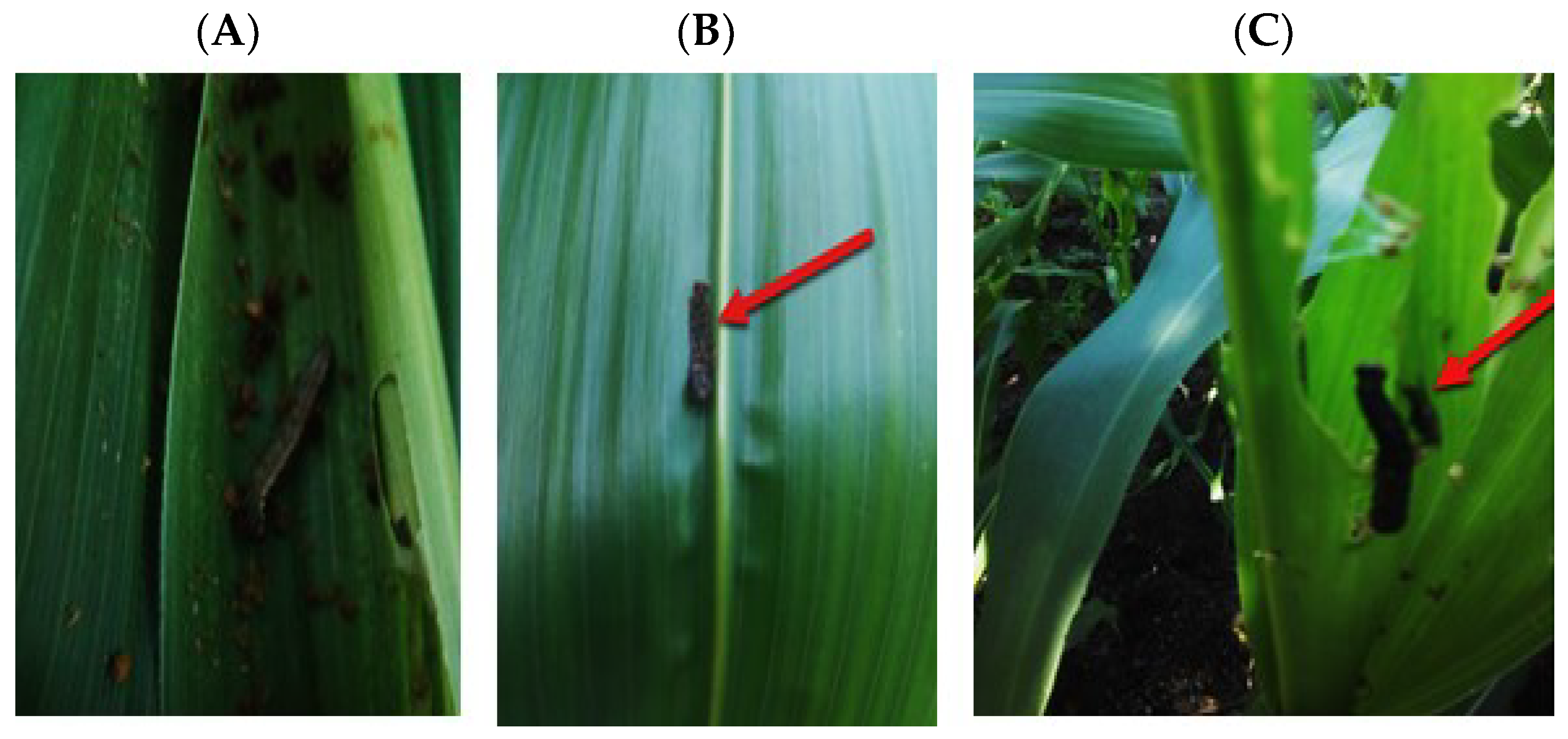 Molecules 29 01466 g013