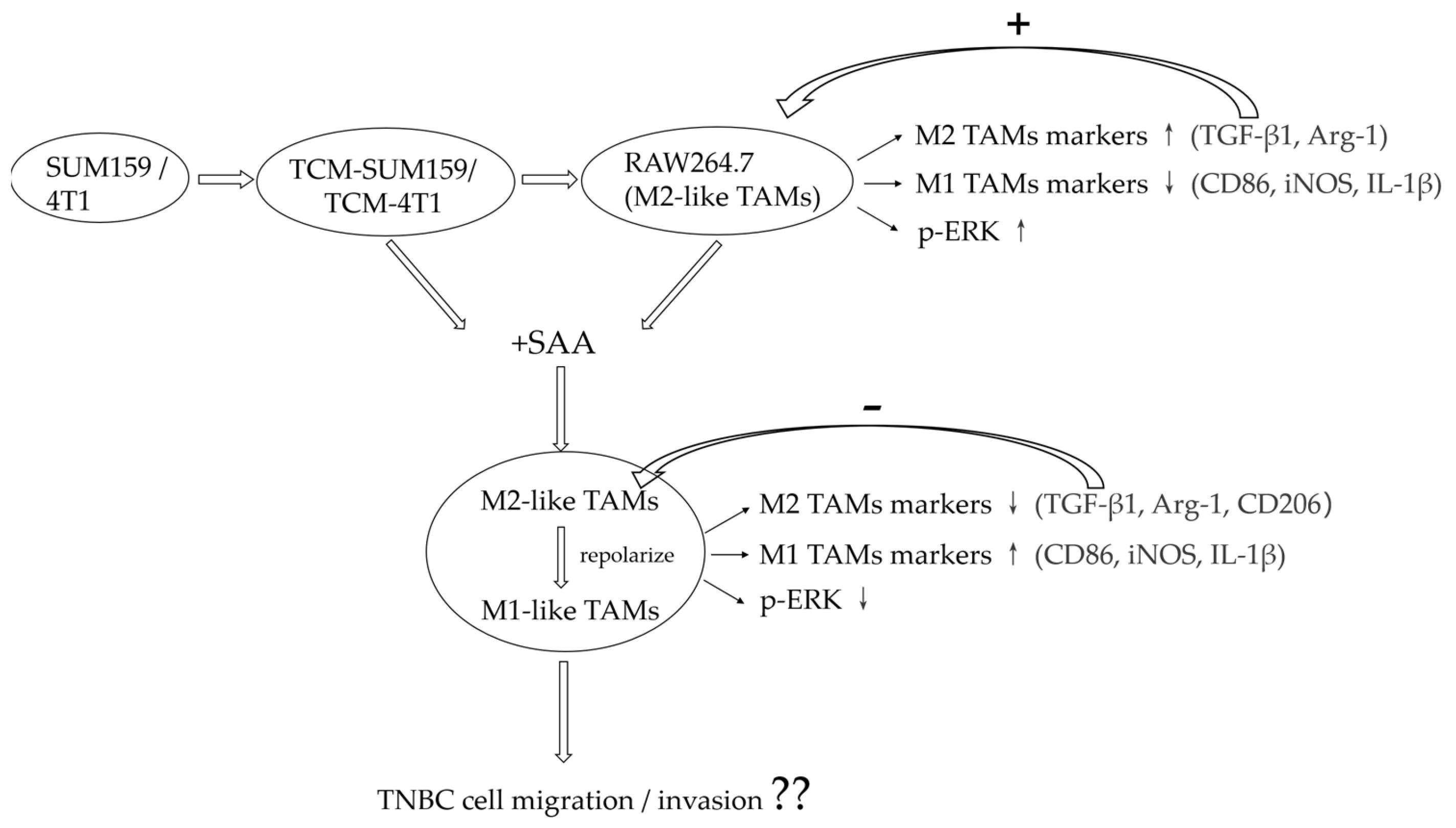 Molecules 29 01469 g007