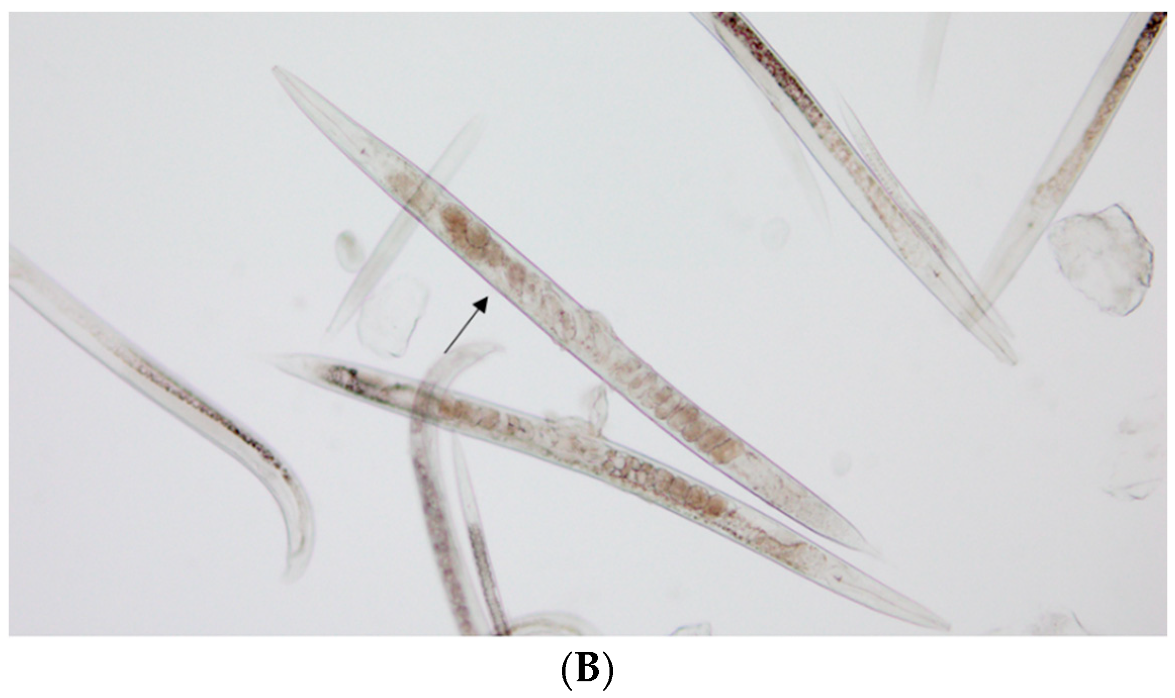 Molecules 29 01529 g001b