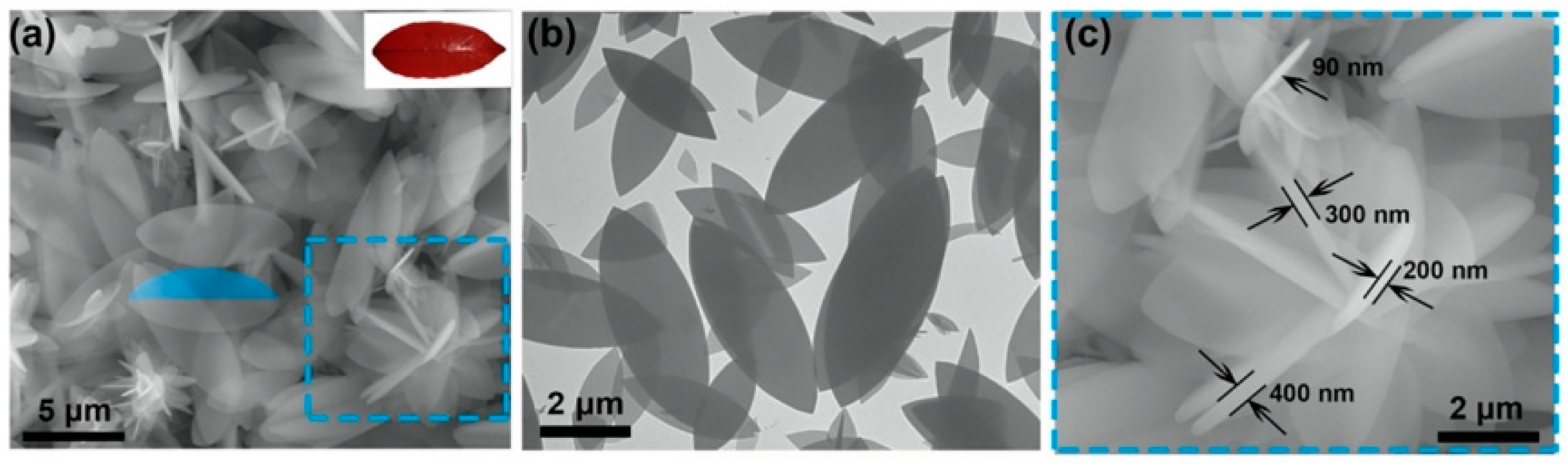 Molecules 29 01615 g006