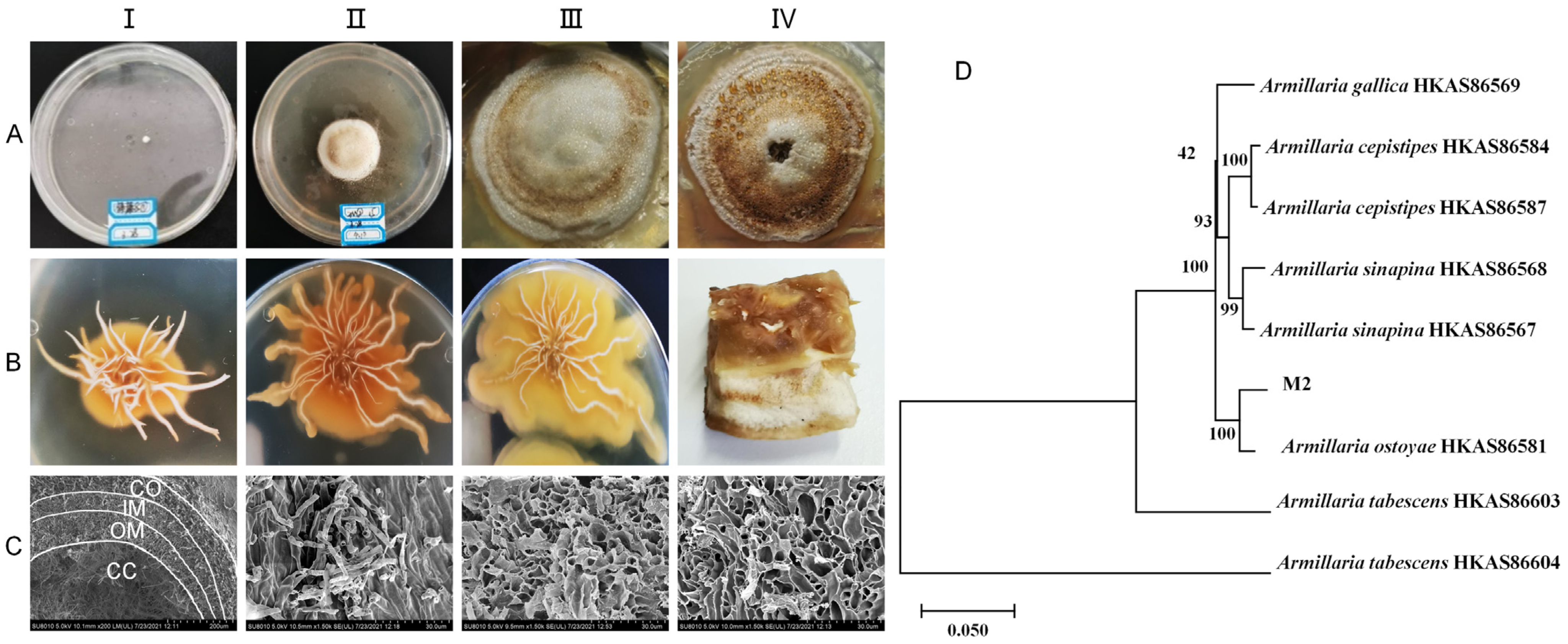 Molecules 29 01668 g001