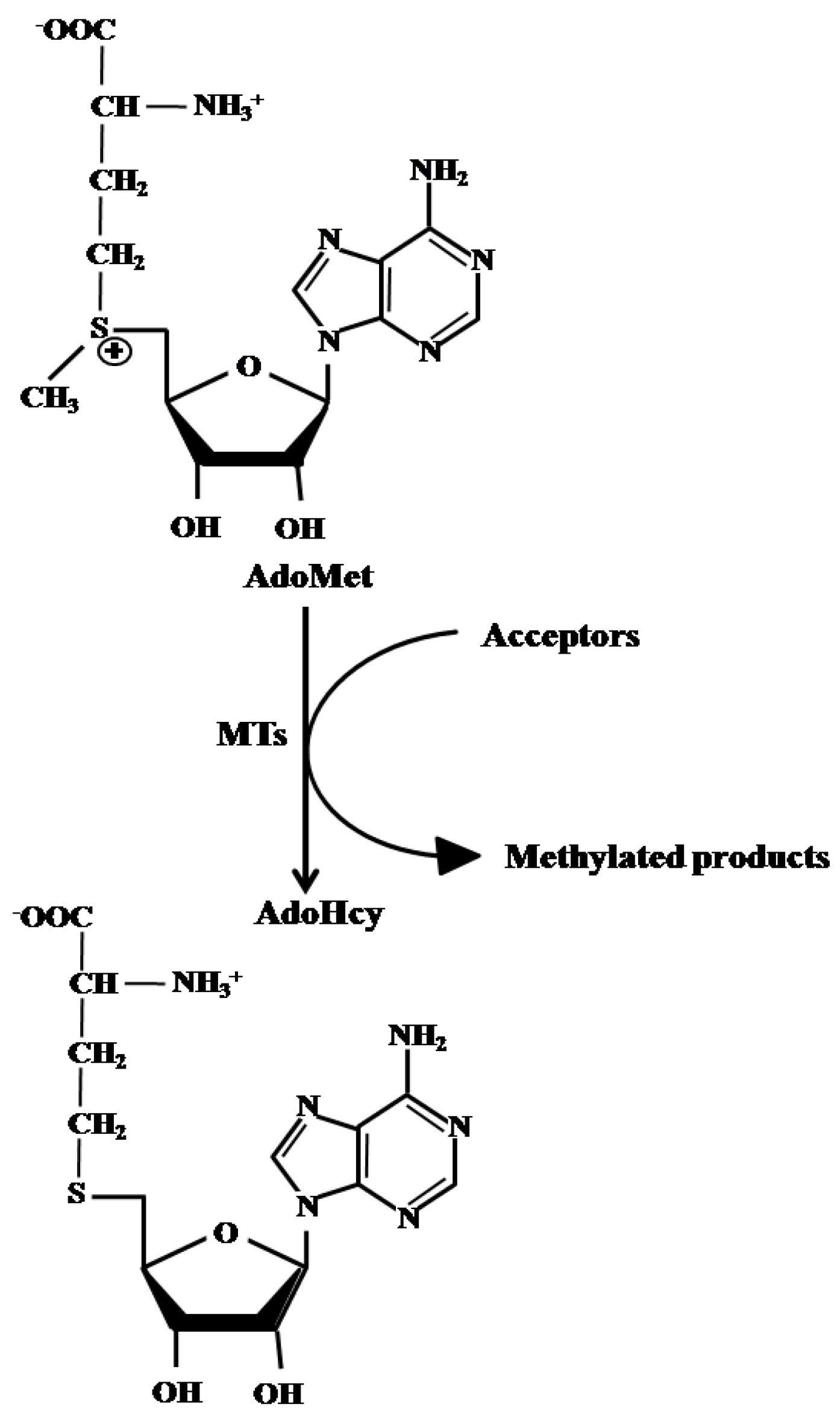 Molecules 29 01708 g001 Molecules 29 01708 g001