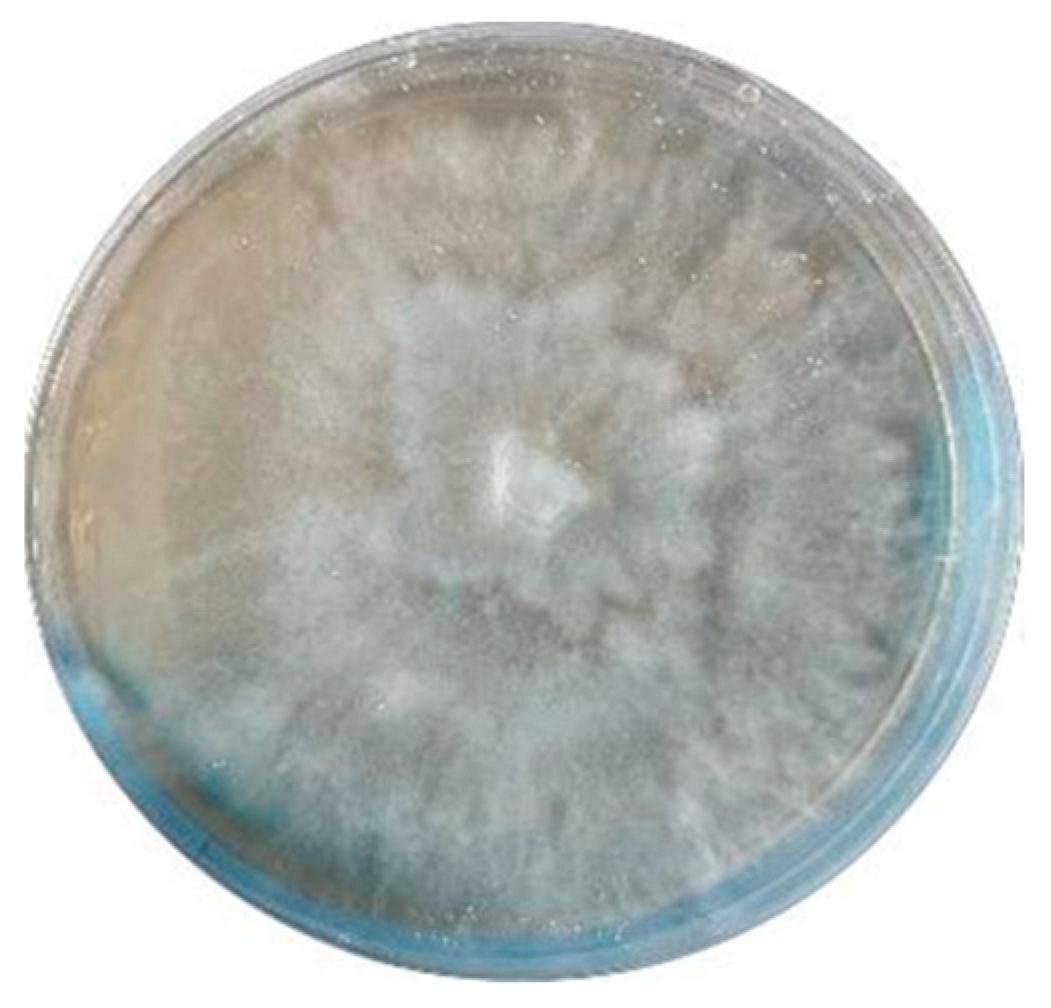 Molecules 29 01728 g006