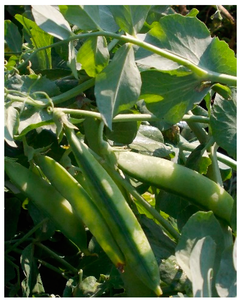 Molecules 29 01732 g005 Molecules 29 01732 g005