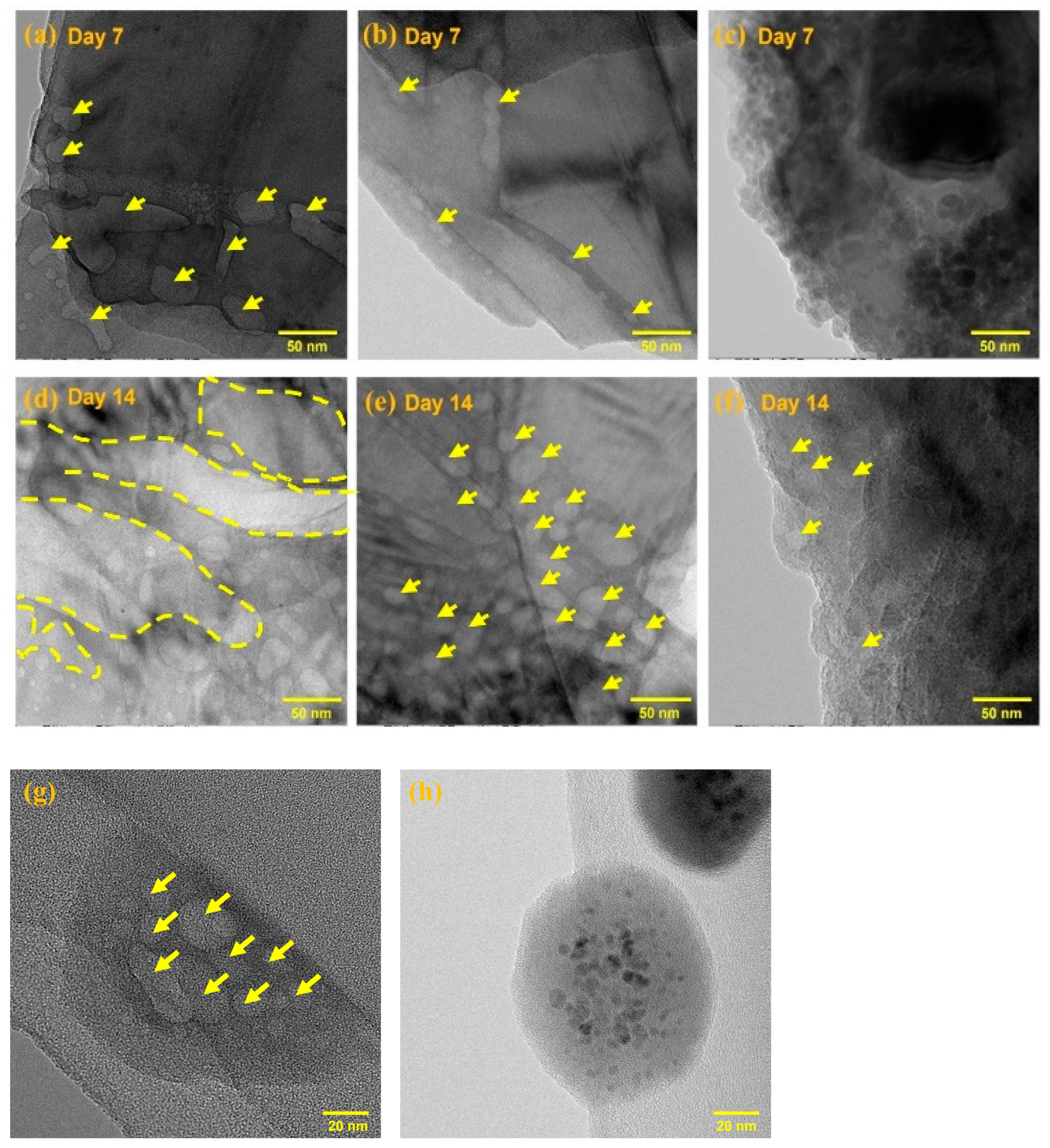 Molecules 29 01746 g004