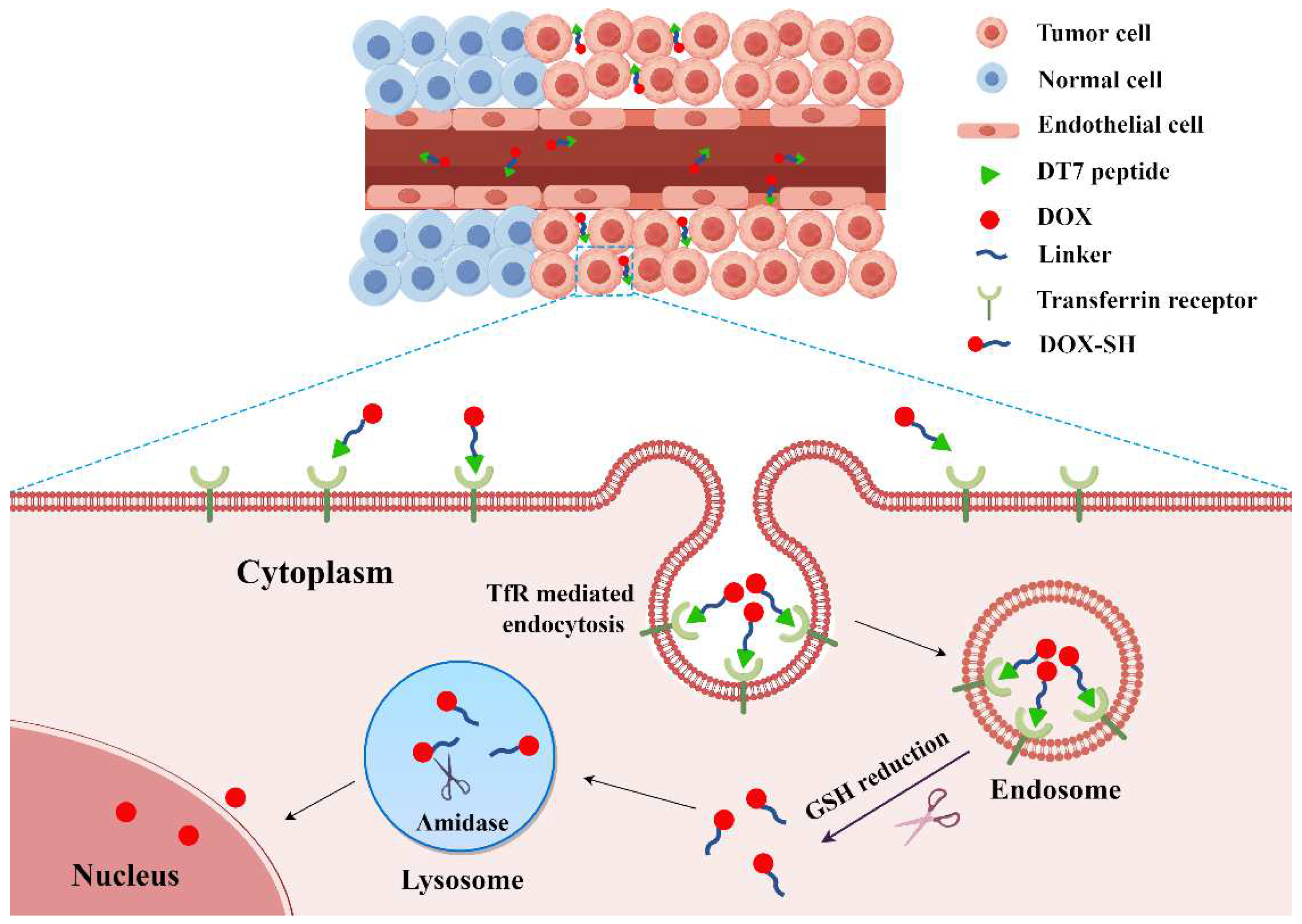 Molecules 29 01758 g006