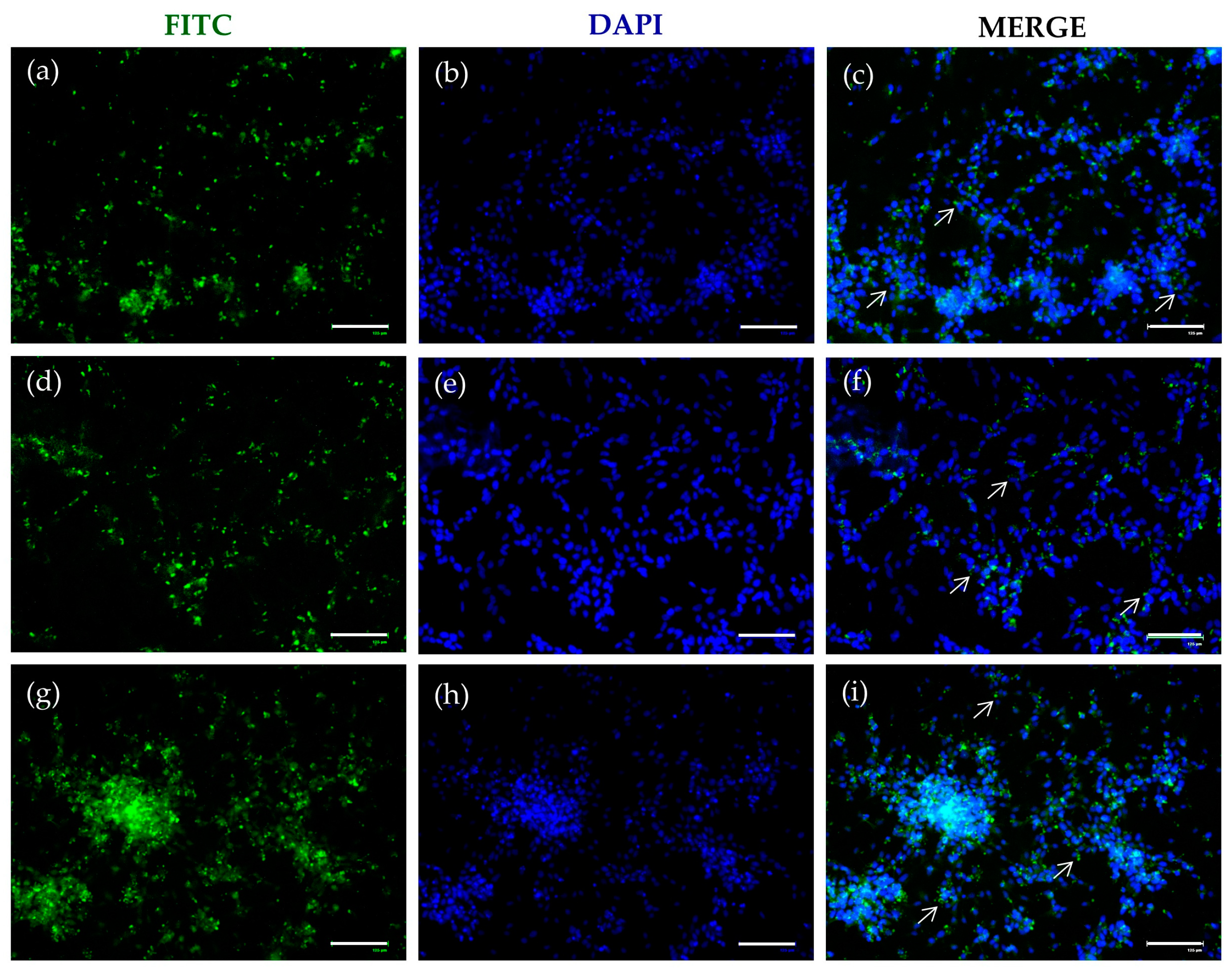 Molecules 29 01774 g004