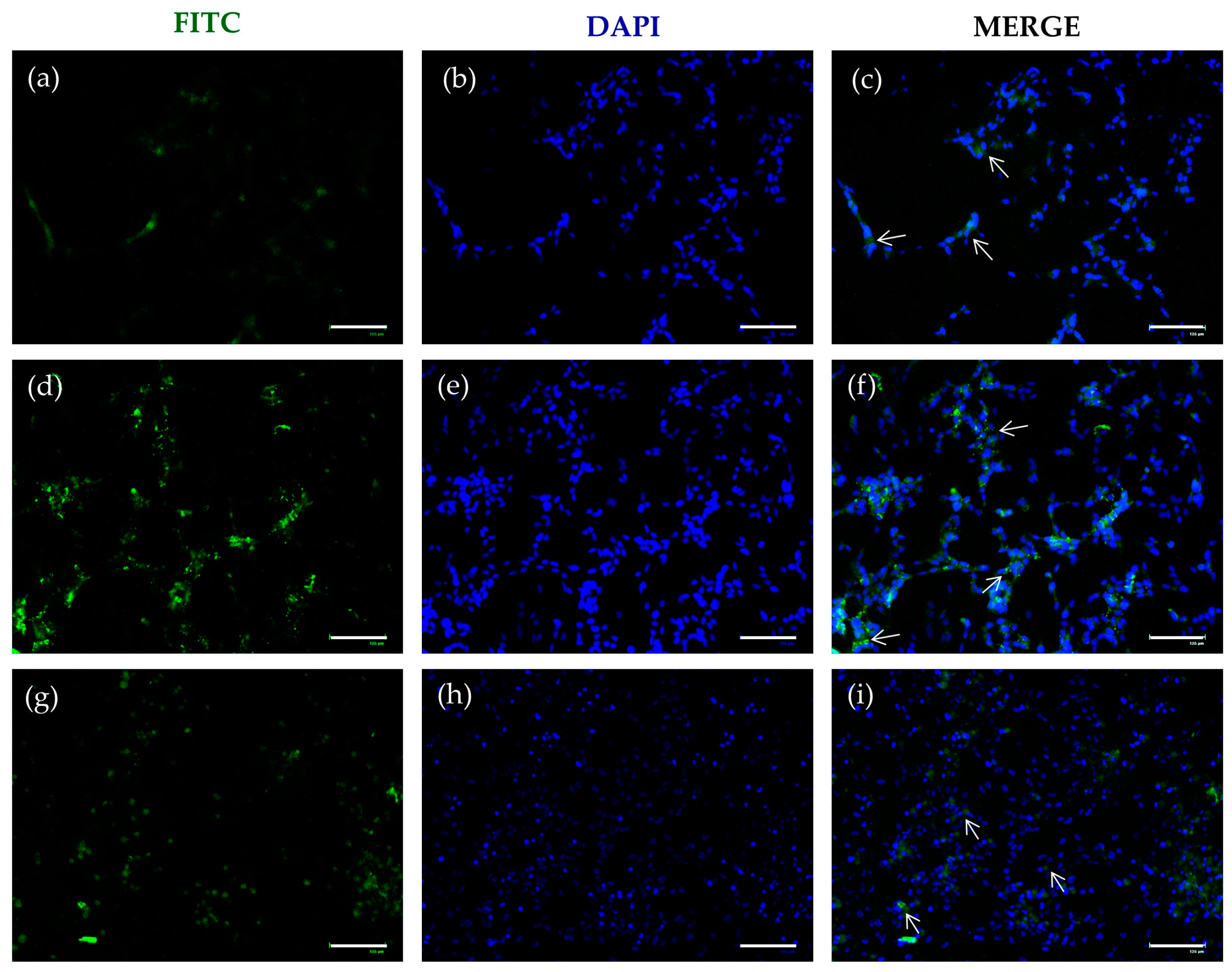 Molecules 29 01774 g005