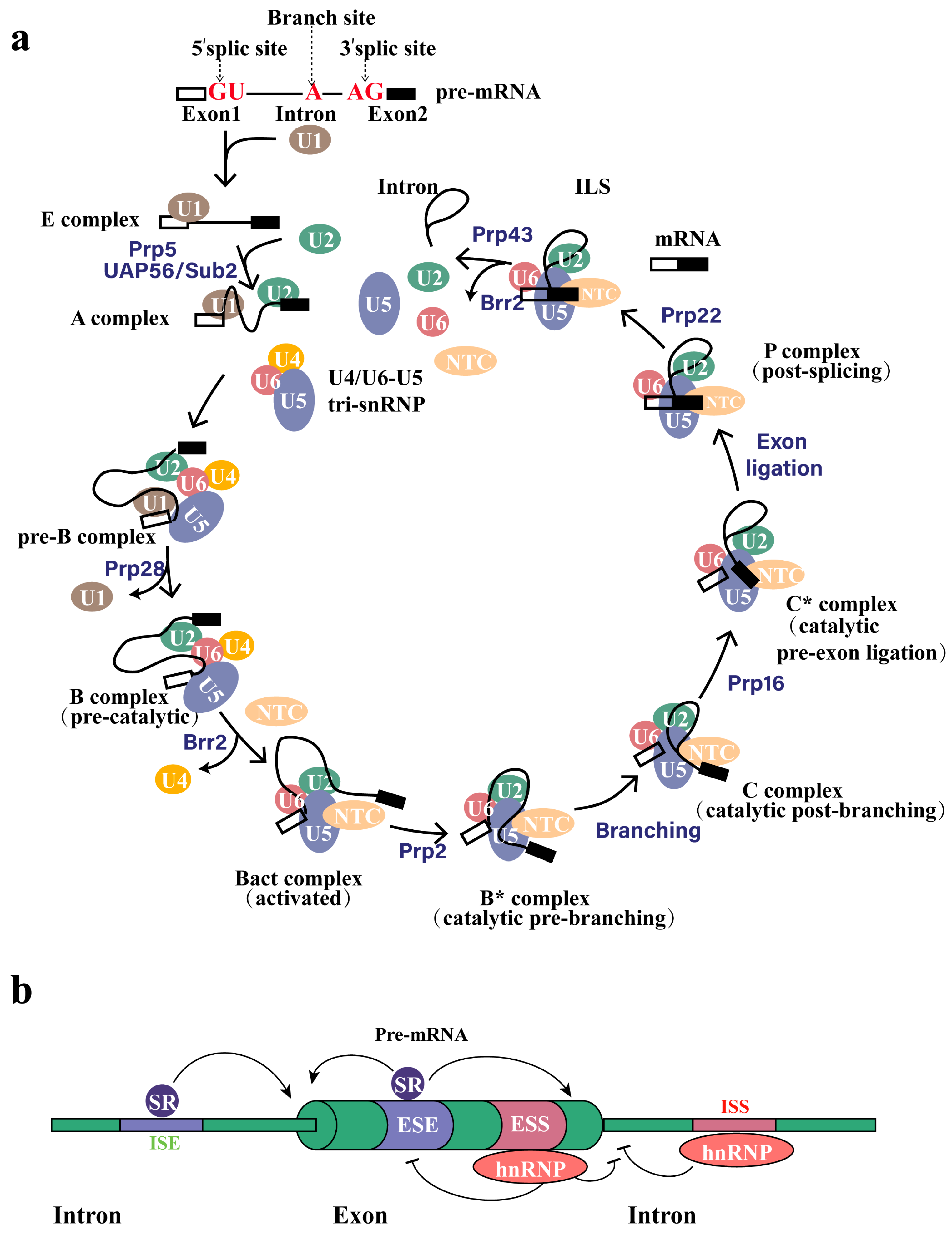 Molecules 29 01798 g001