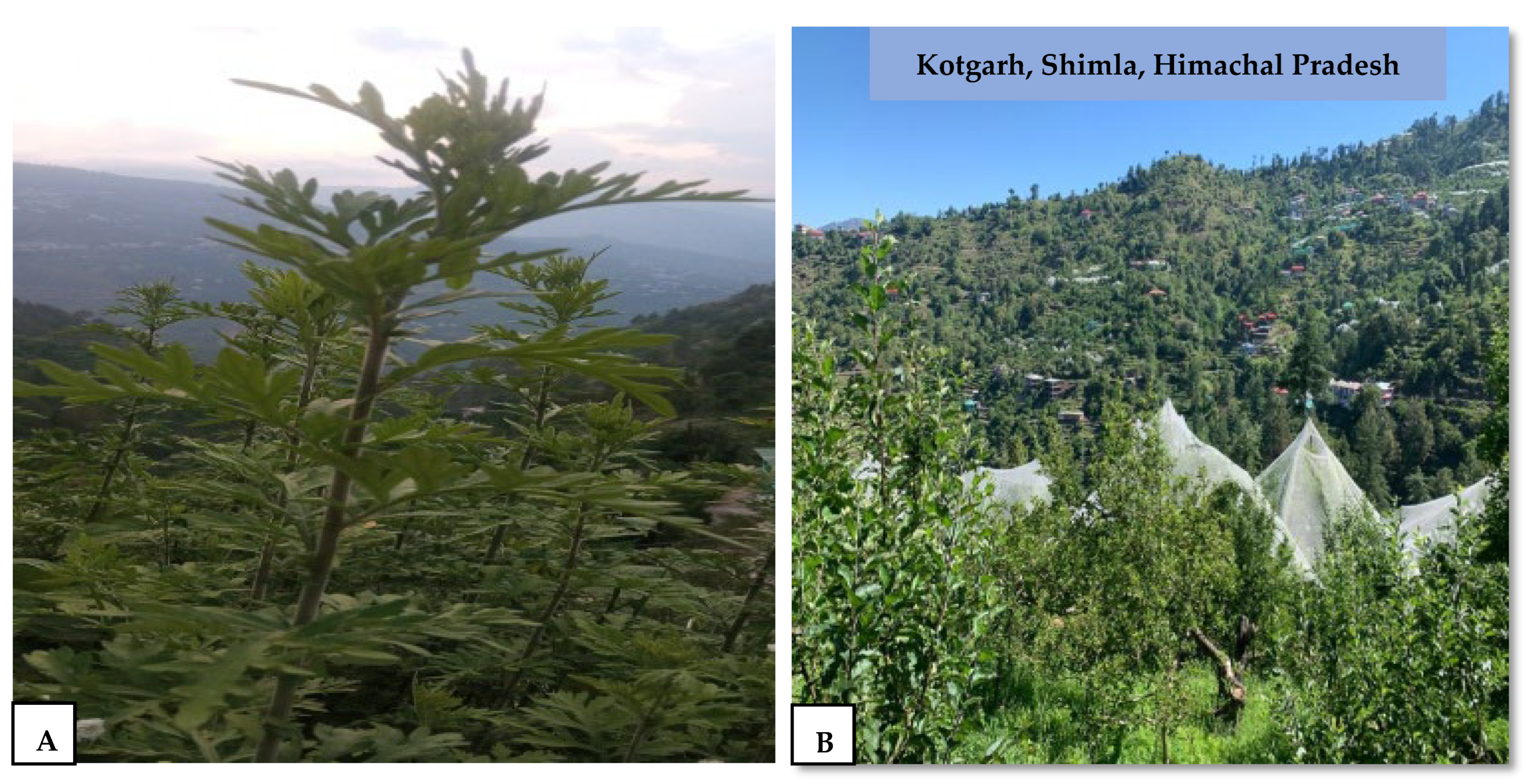 Molecules 29 01829 g006