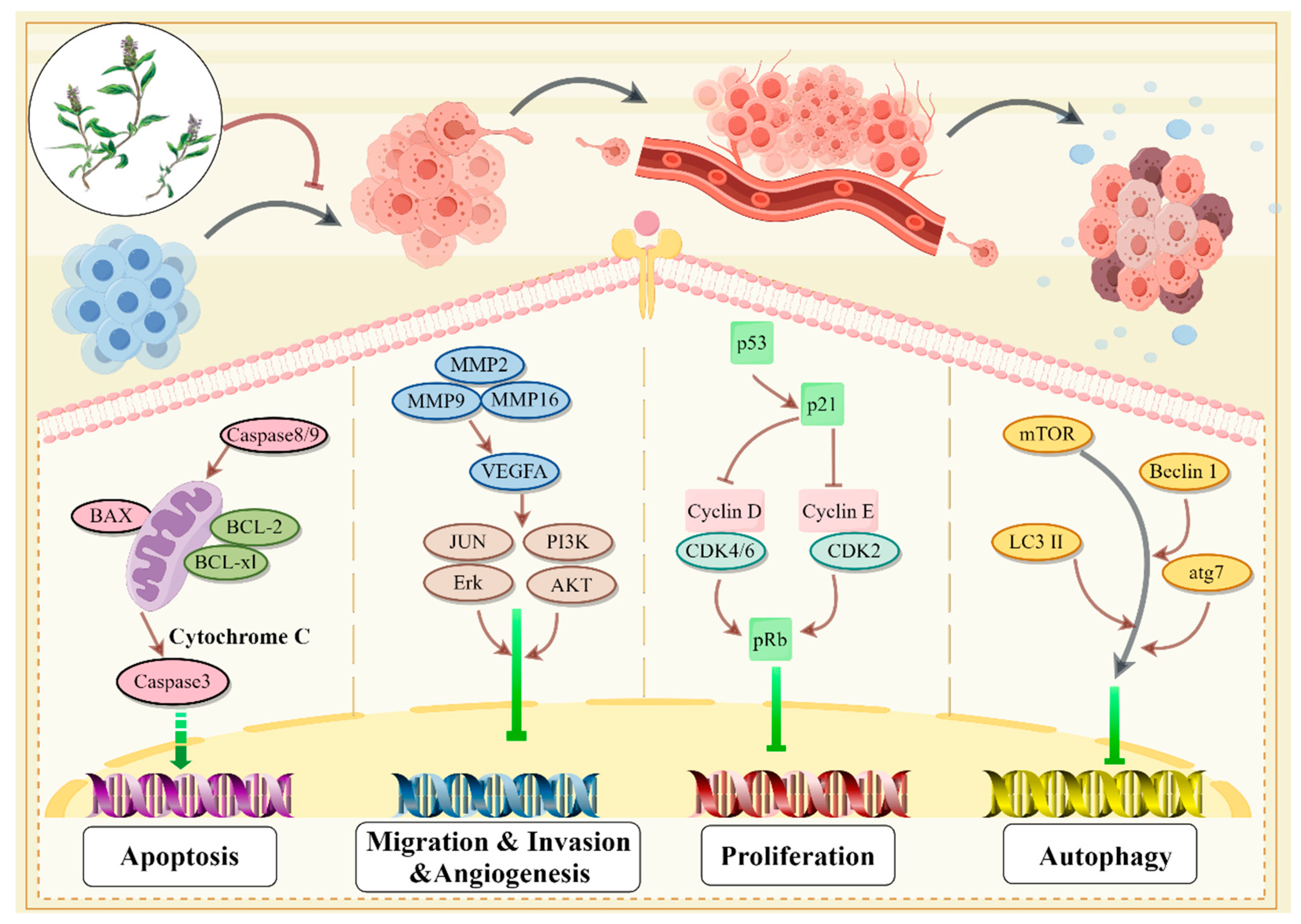 Molecules 29 01843 g005