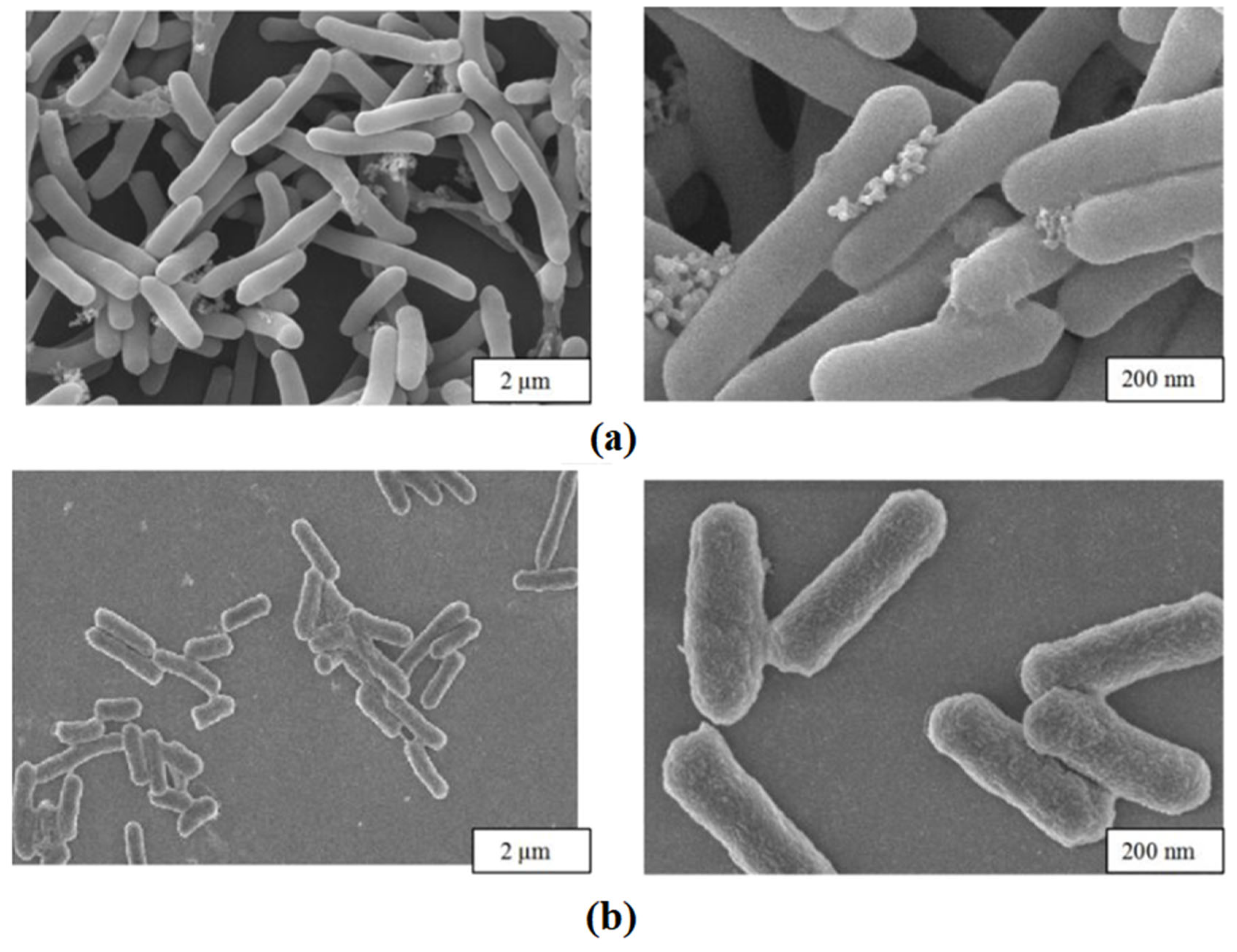 Molecules 29 01861 g004