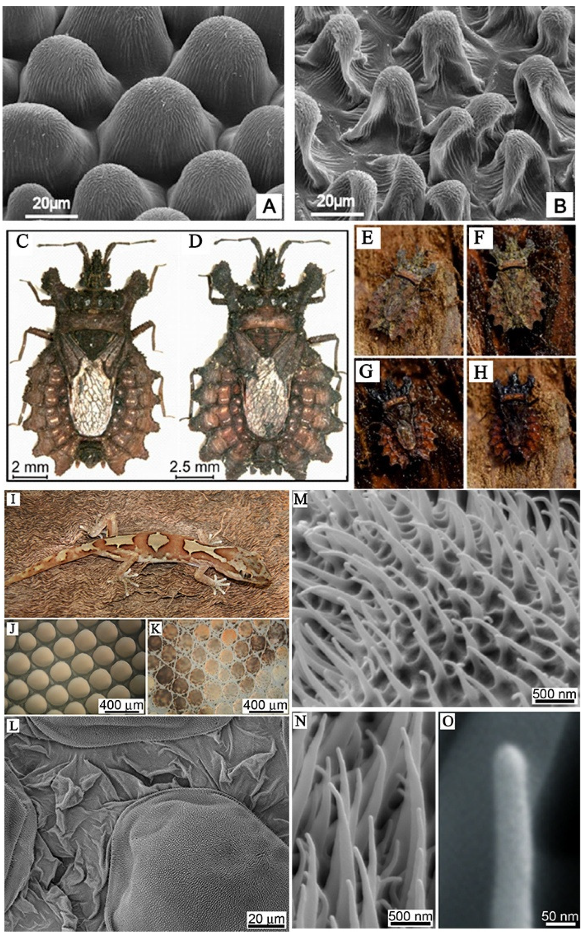 Molecules 29 01906 g001