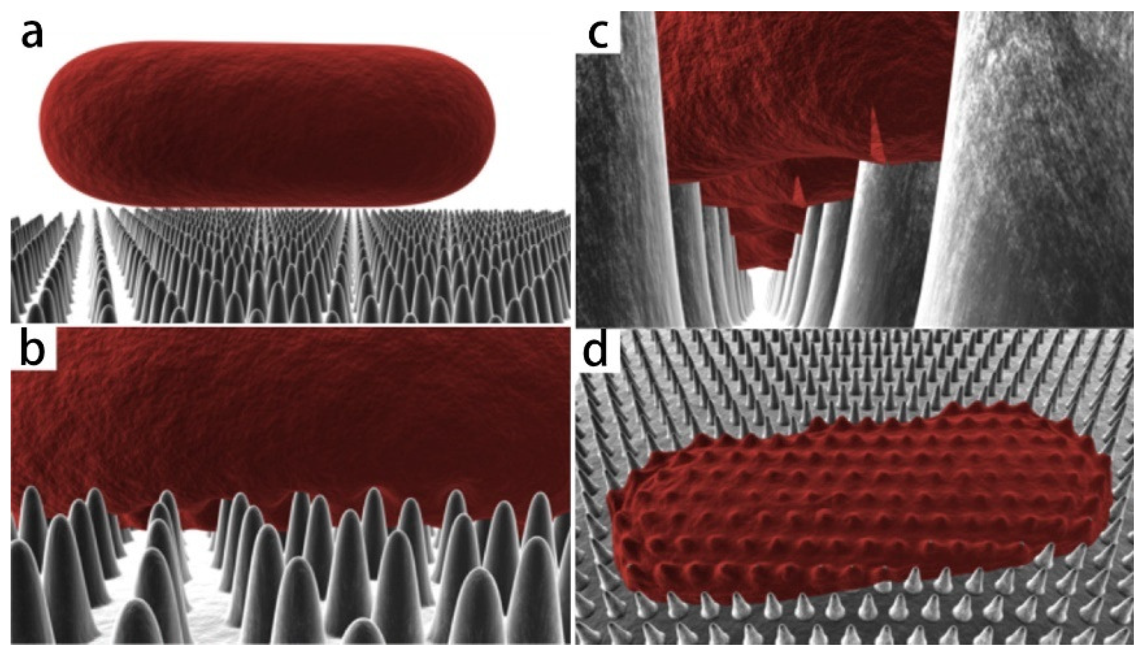 Molecules 29 01906 g003