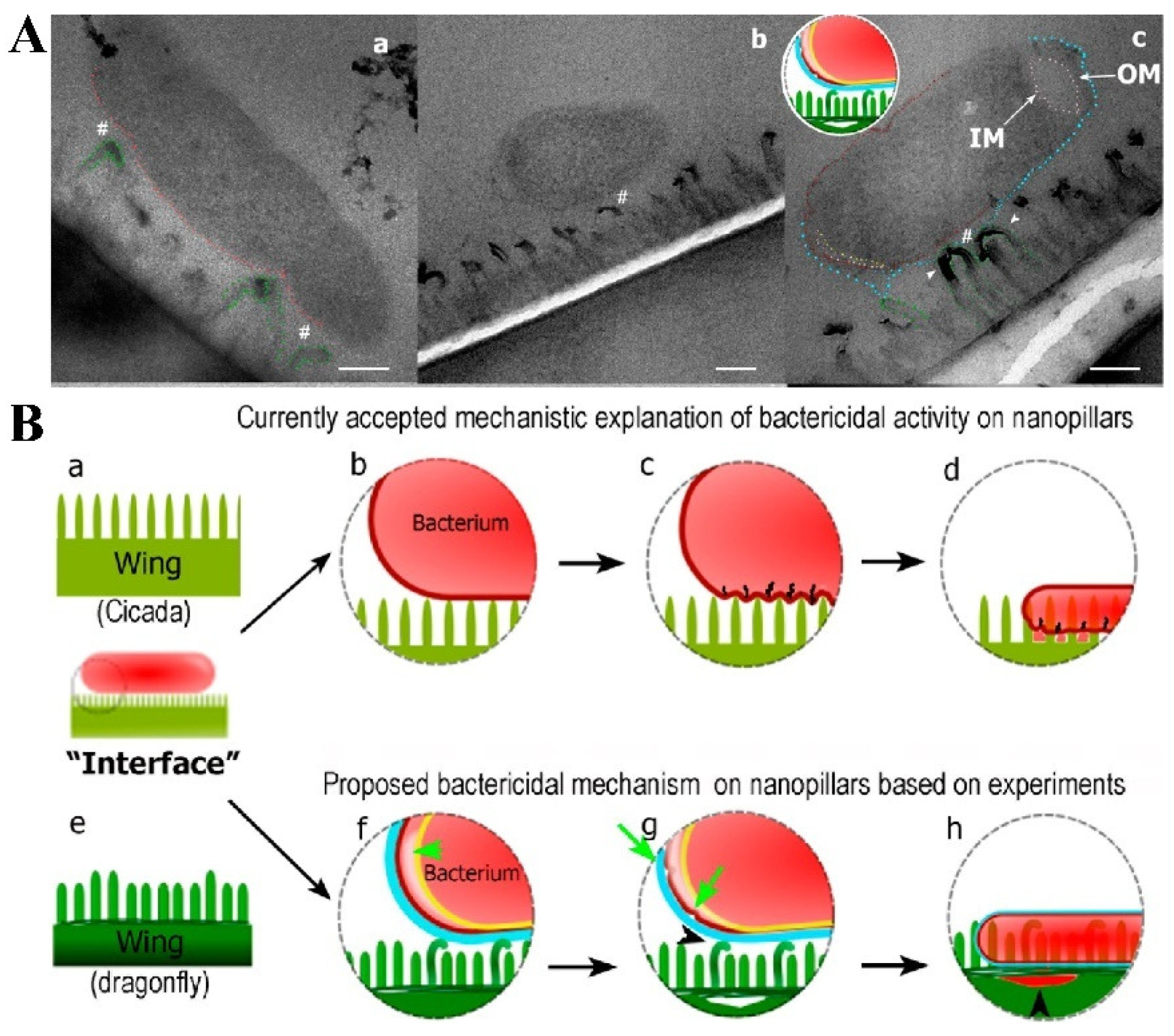 Molecules 29 01906 g004
