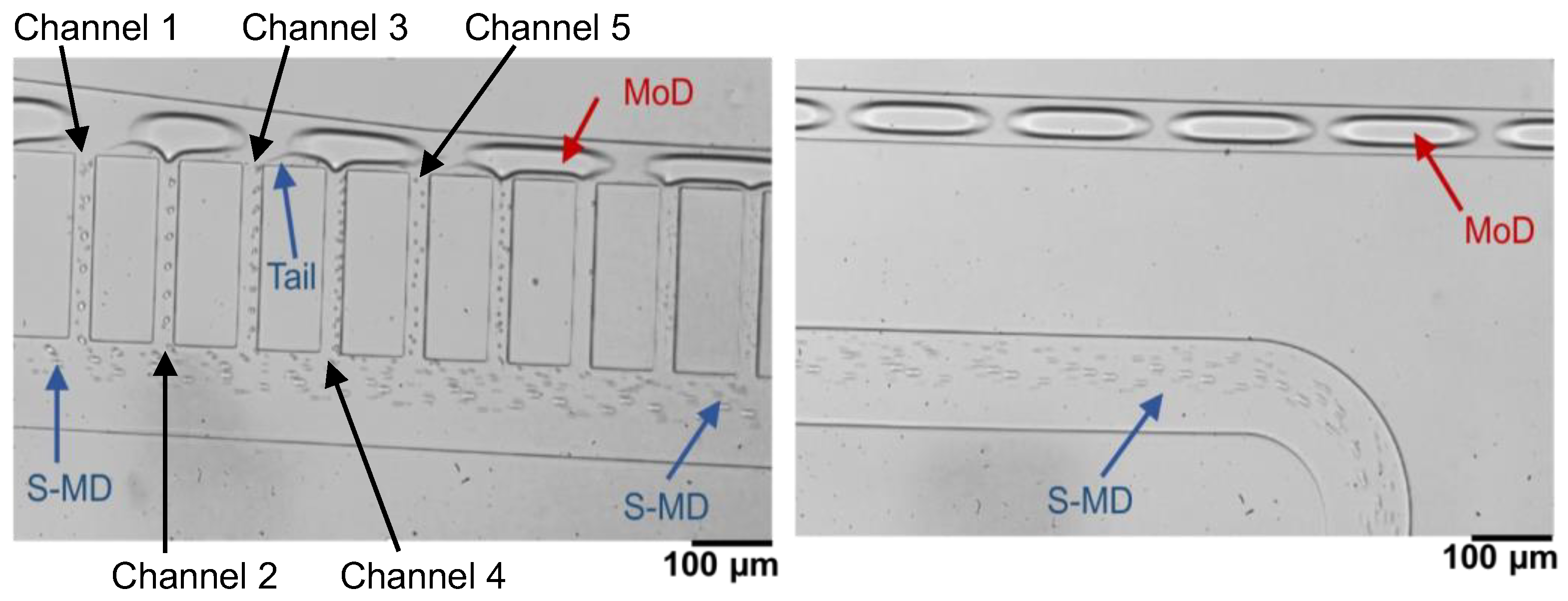 Molecules 29 01949 g002