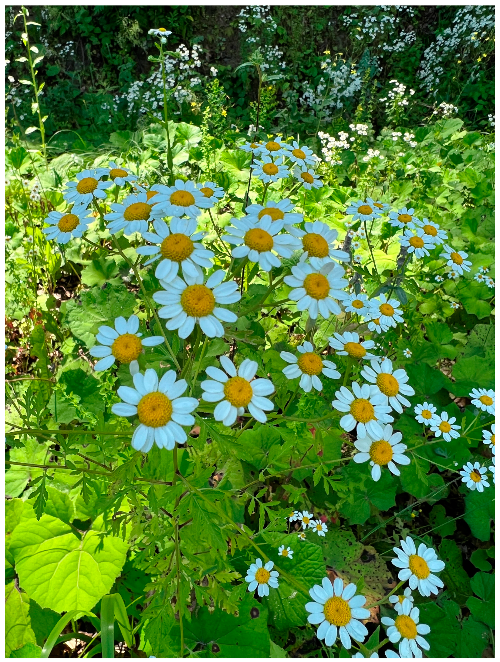 Molecules 29 01969 g001