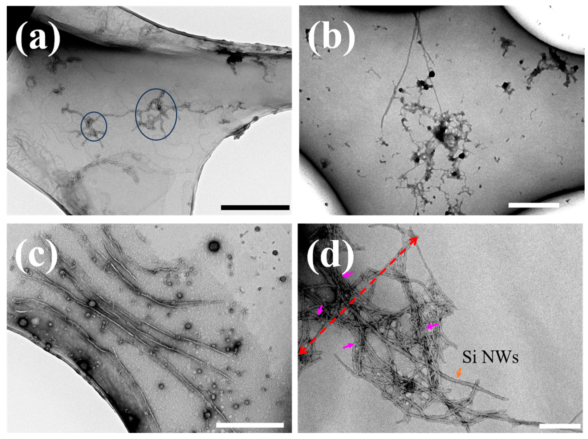 Molecules 29 01980 g006