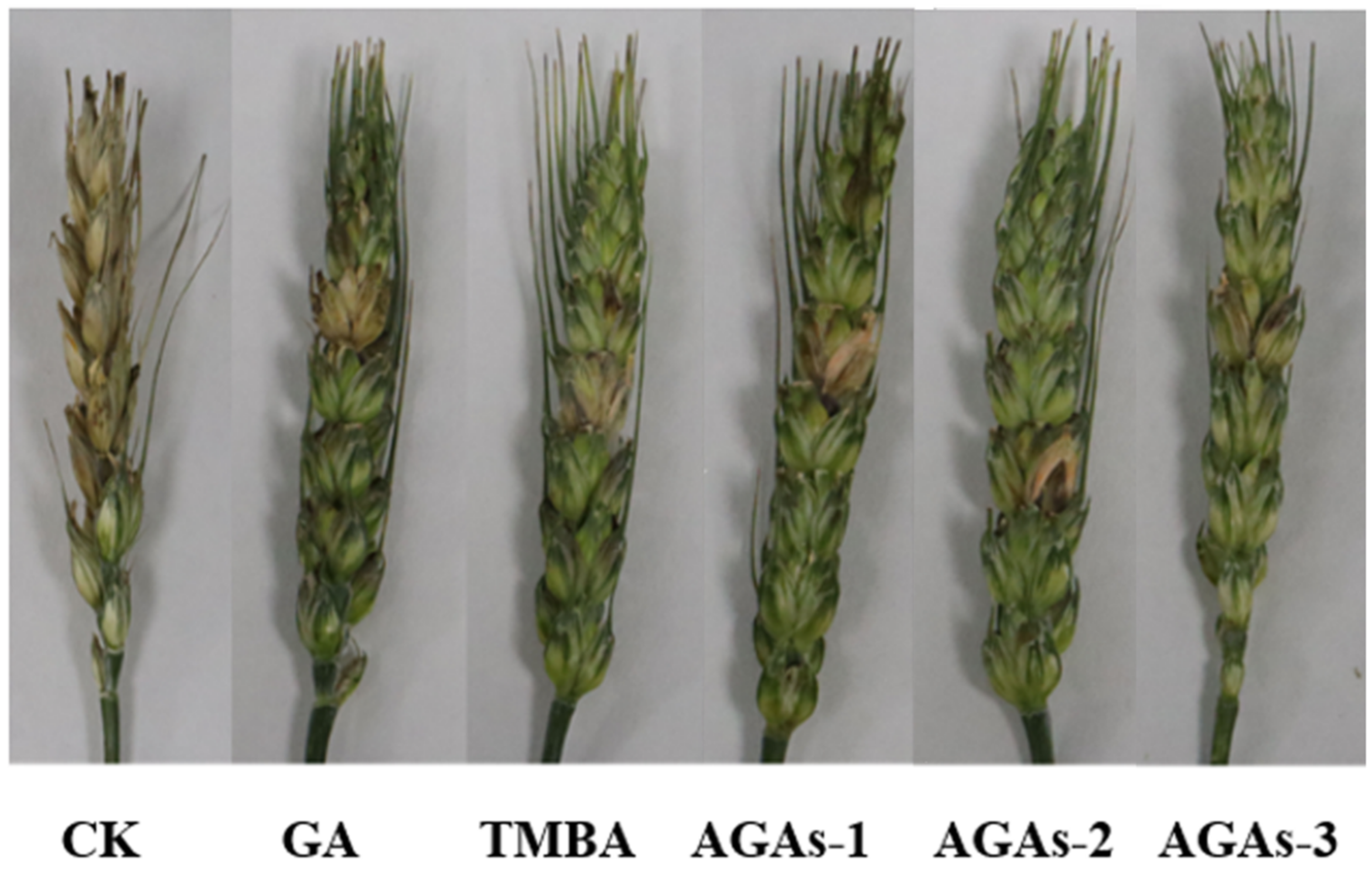 Molecules 29 01996 g006