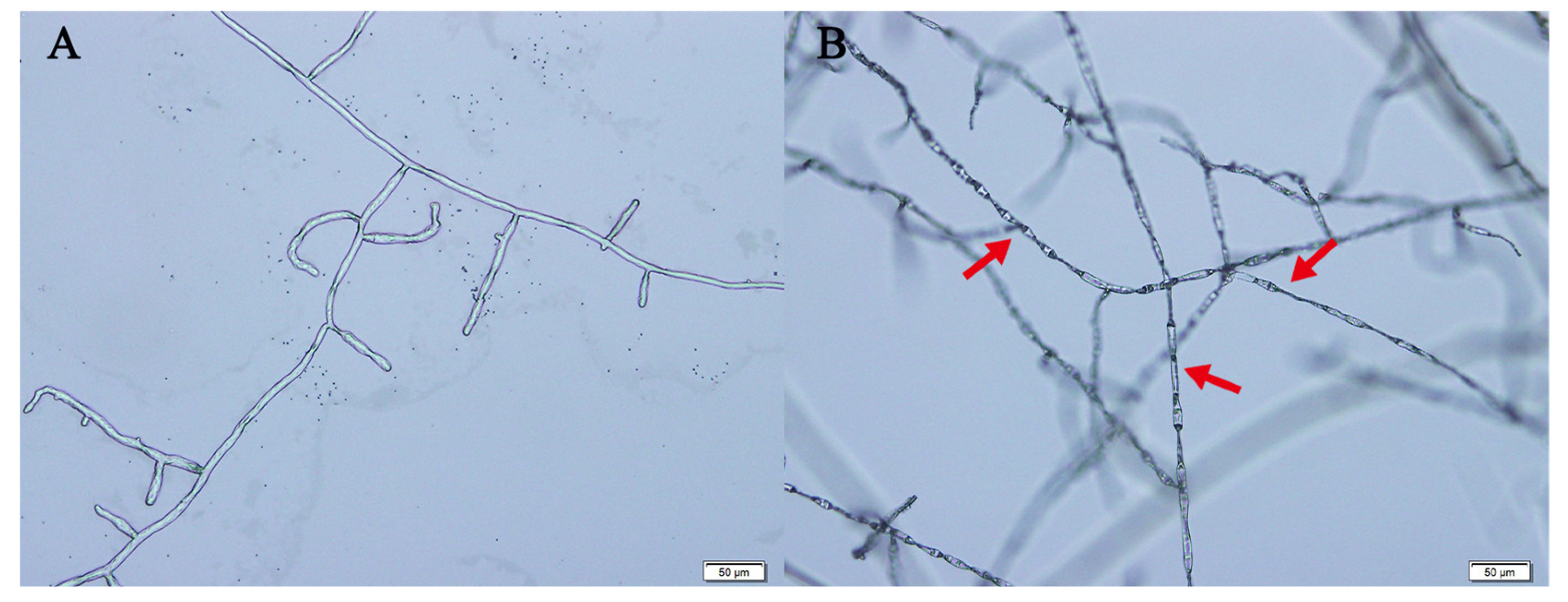 Molecules 29 02040 g006