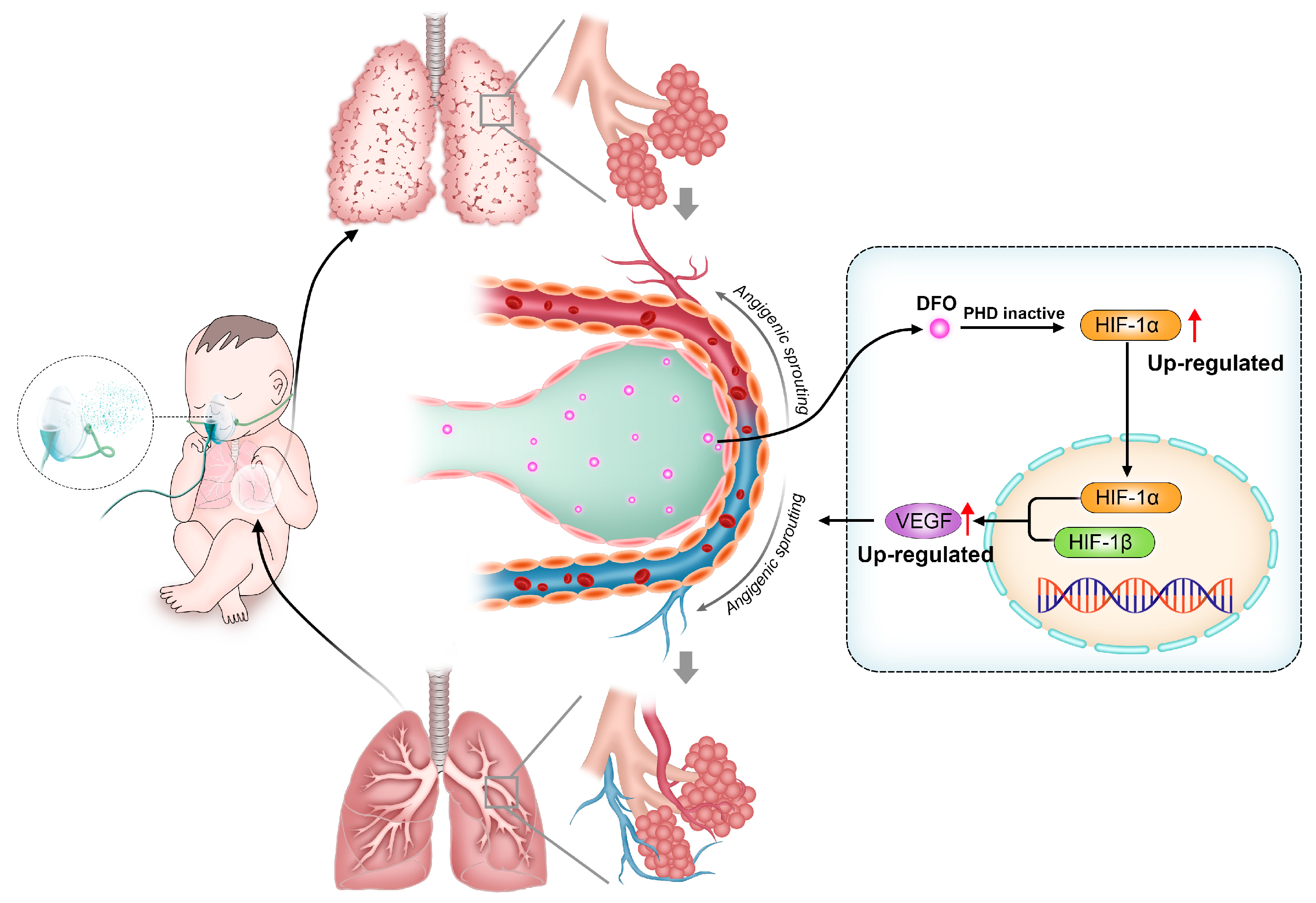 Molecules 29 02050 g004