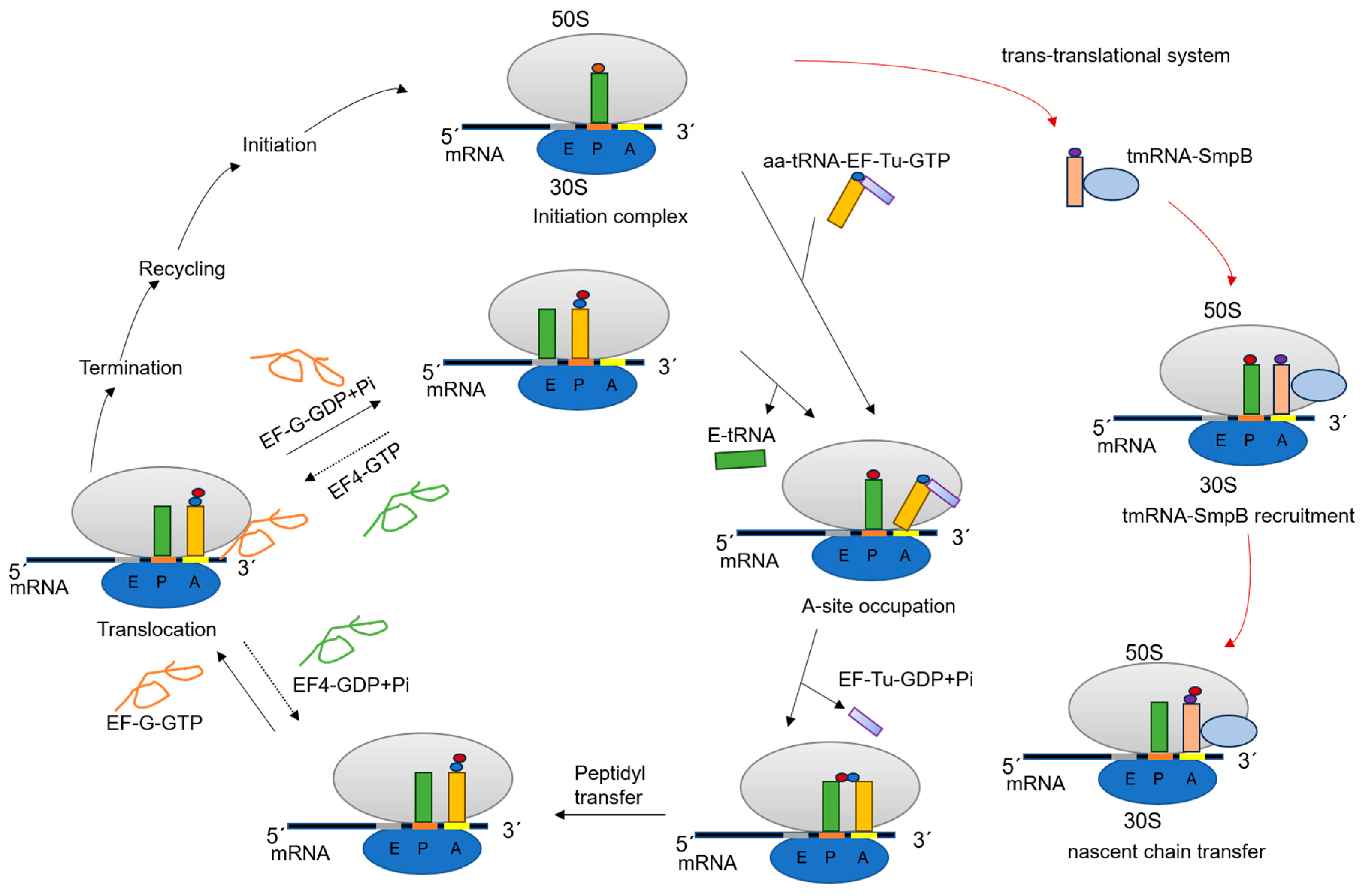 Molecules 29 02058 g001