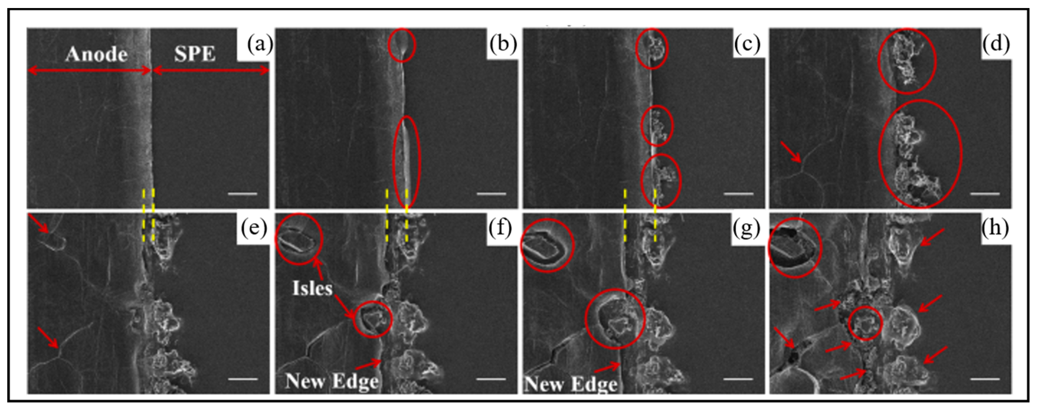 Molecules 29 02118 g005