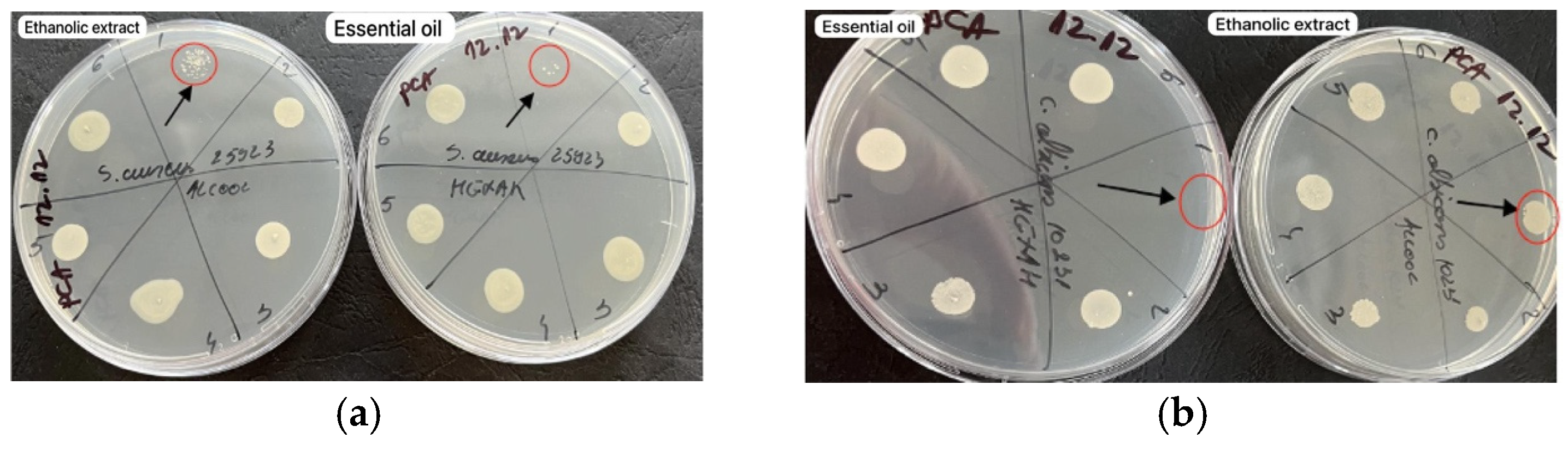 Molecules 29 02128 g007